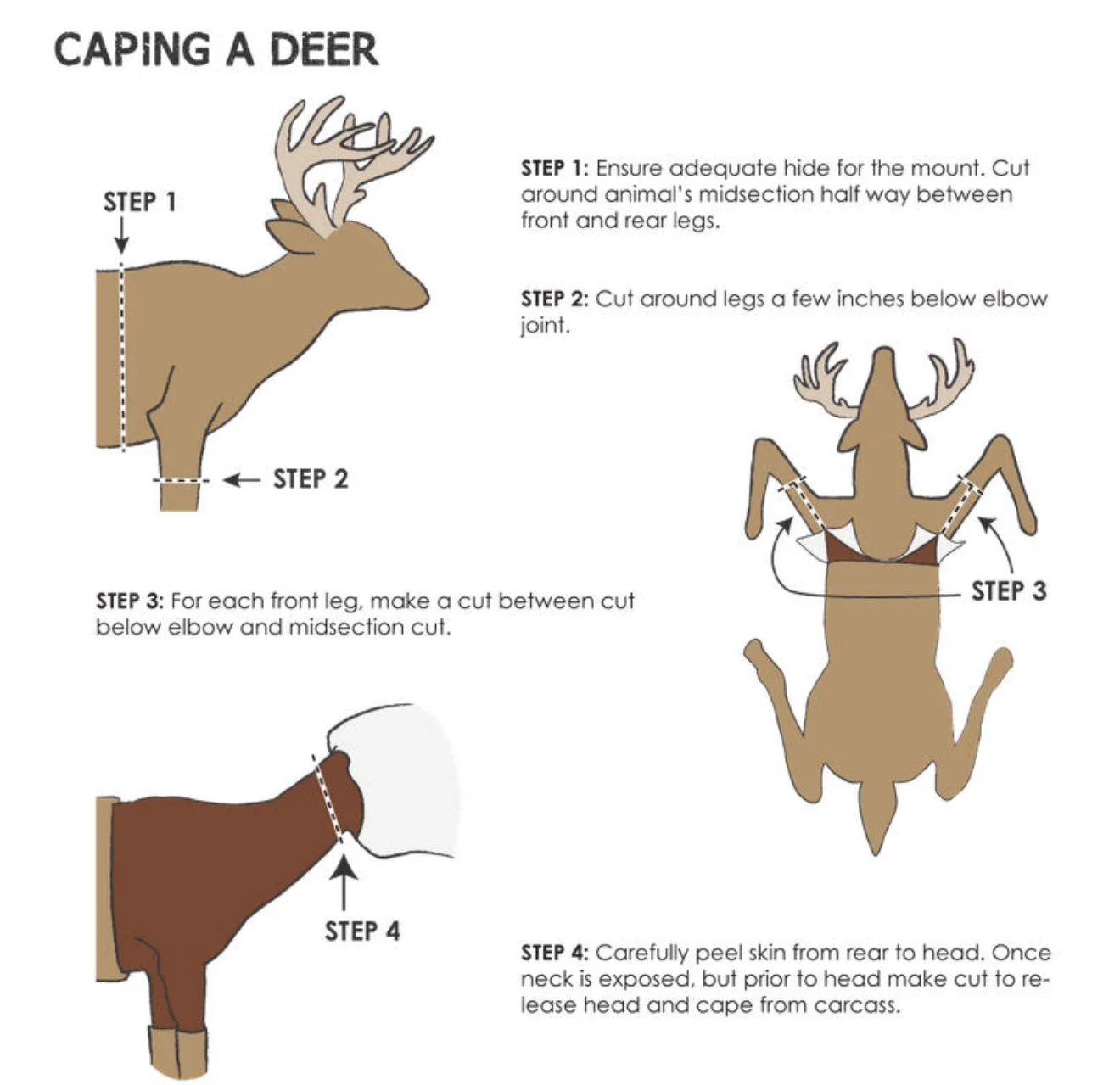 Illustration of a step-by-step guide on how to cape a deer, showing the methods and cuts needed to harvest the animal, including cutting around the legs and peeling the skin from the rear to the head.