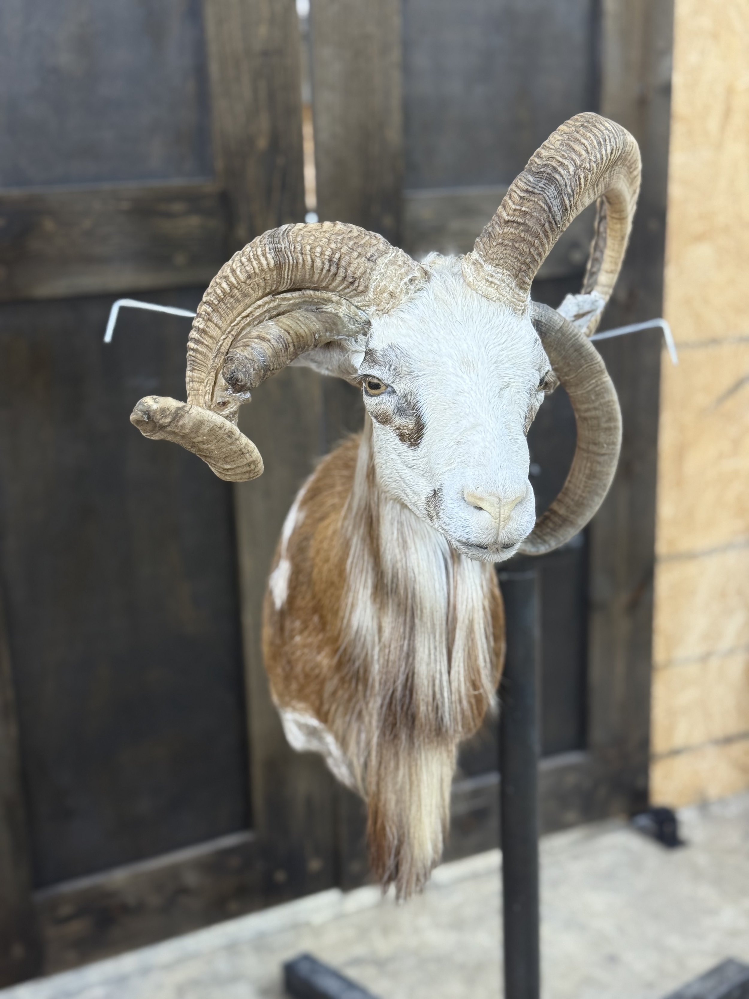 Mounted display of a goat with large curled horns, white face, and brown body, in a rustic wooden setting.