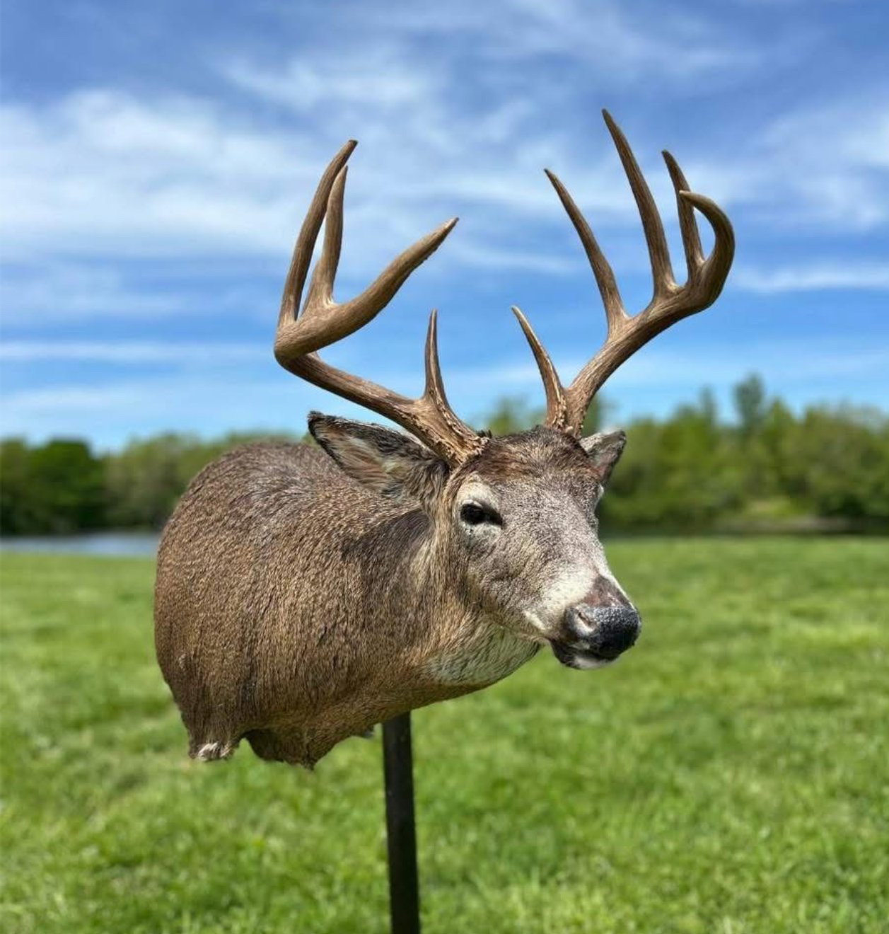 A realistic sculpture of a deer with large antlers is displayed outdoors on a metal stand in a grassy field with trees and a river in the background under a blue sky with clouds.