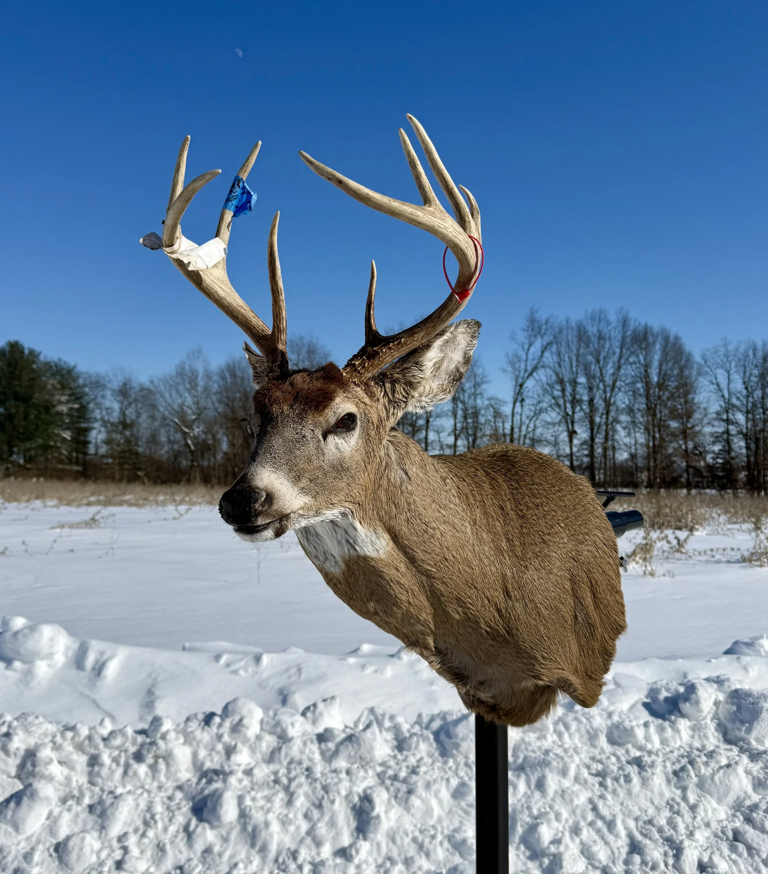Mounted deer head with antlers in a snowy outdoor setting with trees in the background and a blue sky.
