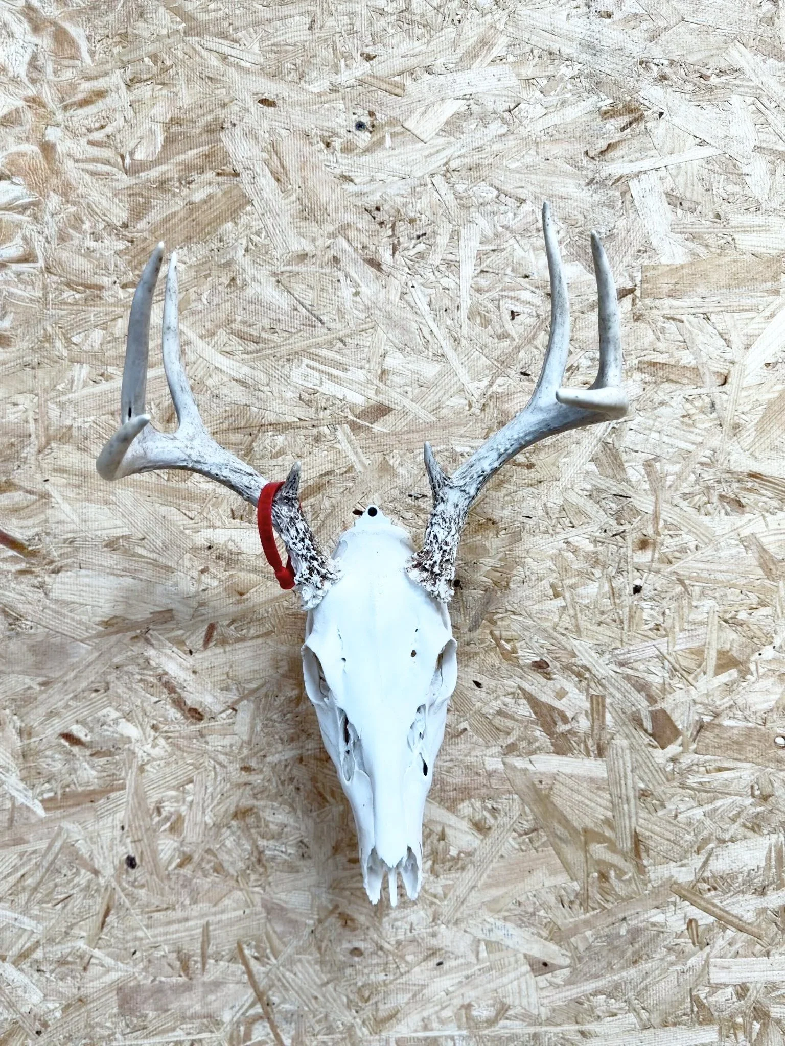 Animal skull with antlers mounted on a wooden wall surface.