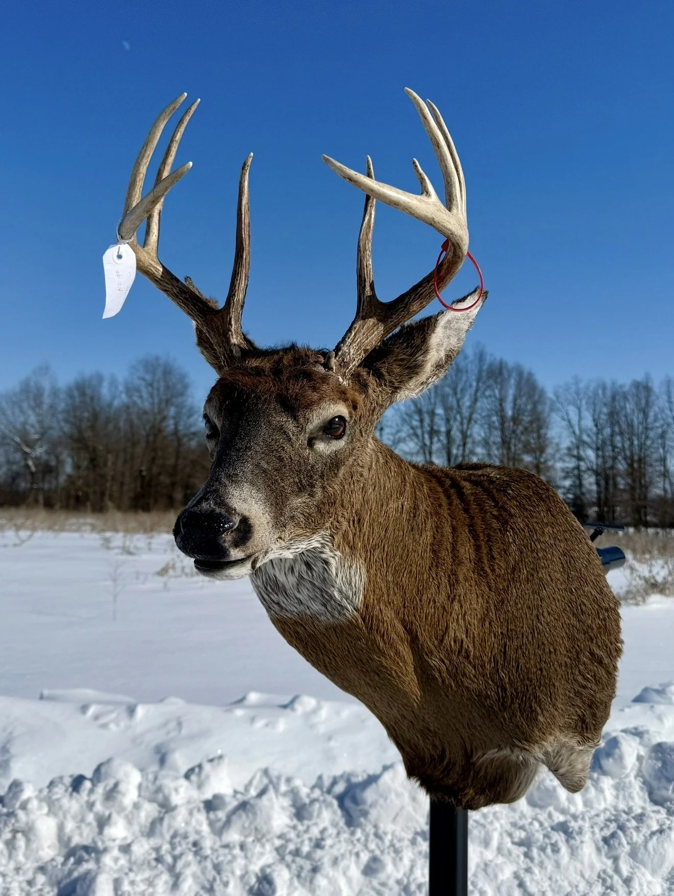 A deer with large antlers stands outdoors in a snowy landscape under a clear blue sky.