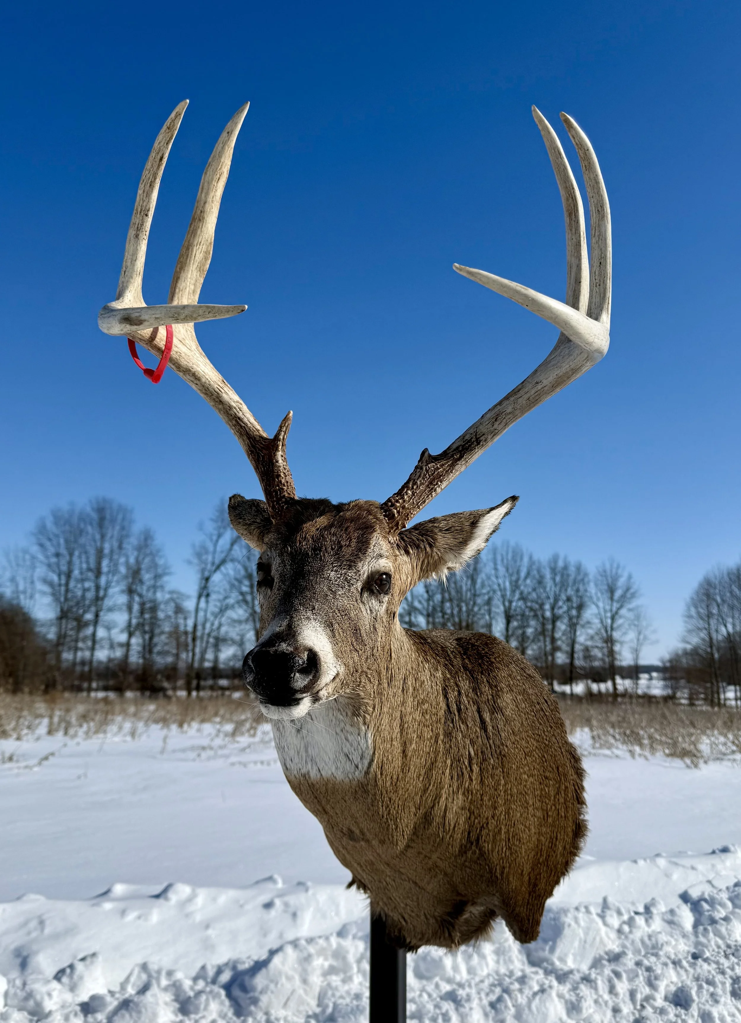 Mounted deer head with large antlers on a snowy landscape under a clear blue sky.