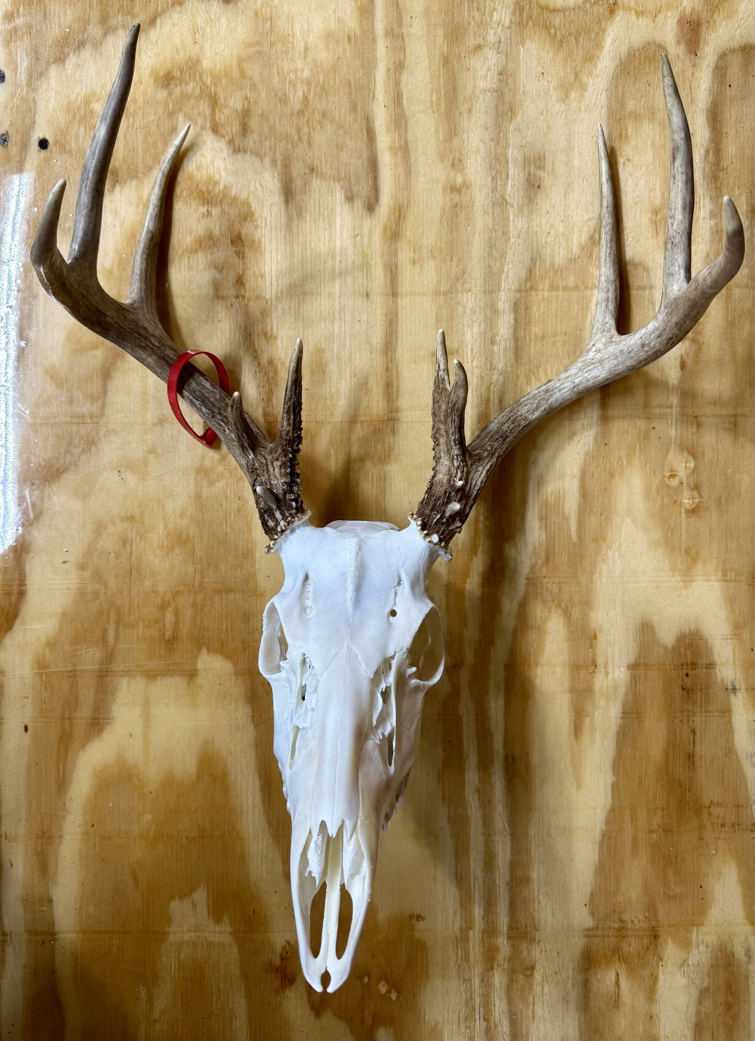Deer skull with antlers mounted on a wooden wall.
