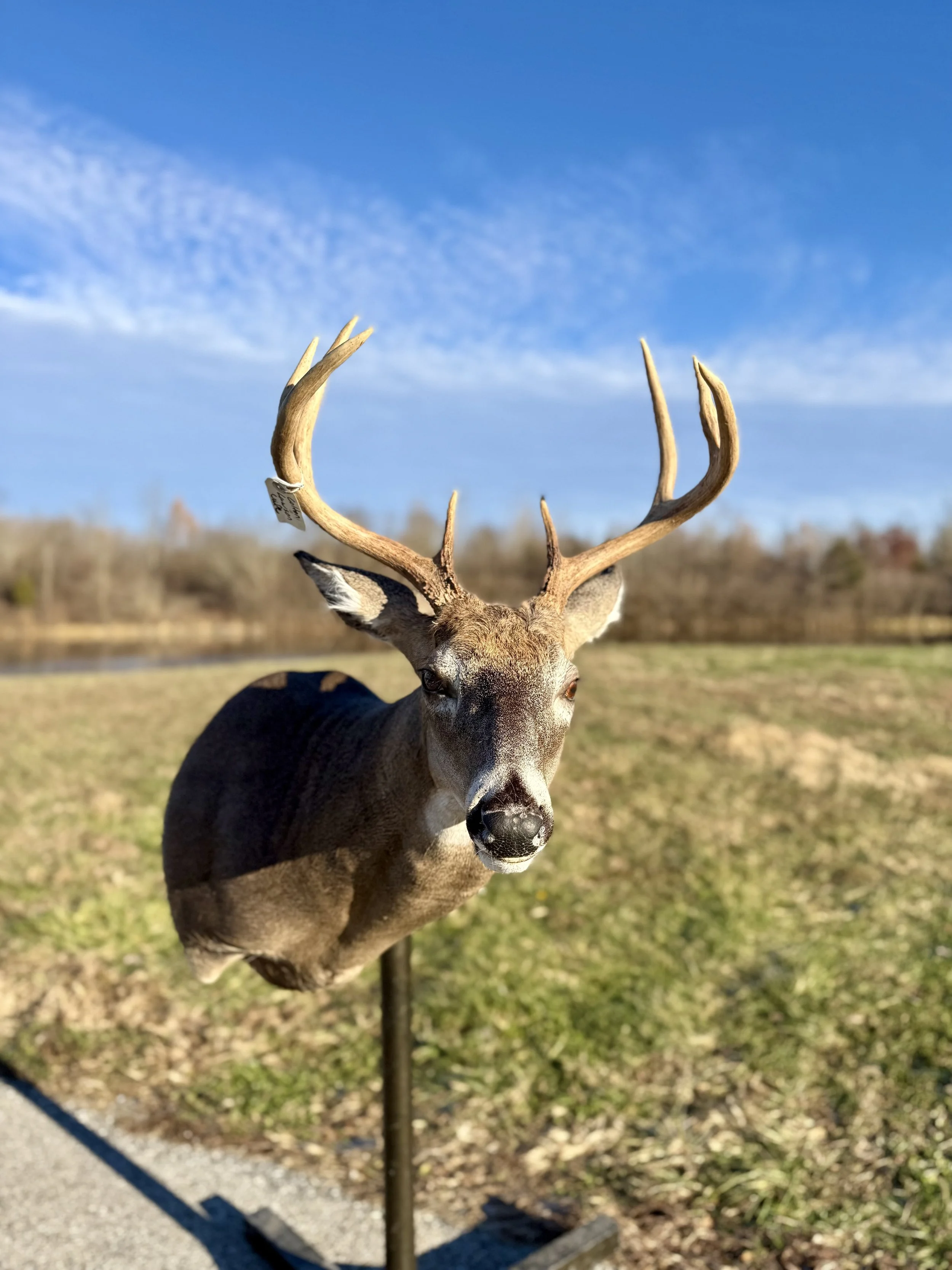 A mounted deer head with antlers on a stand outdoors under a blue sky with clouds.