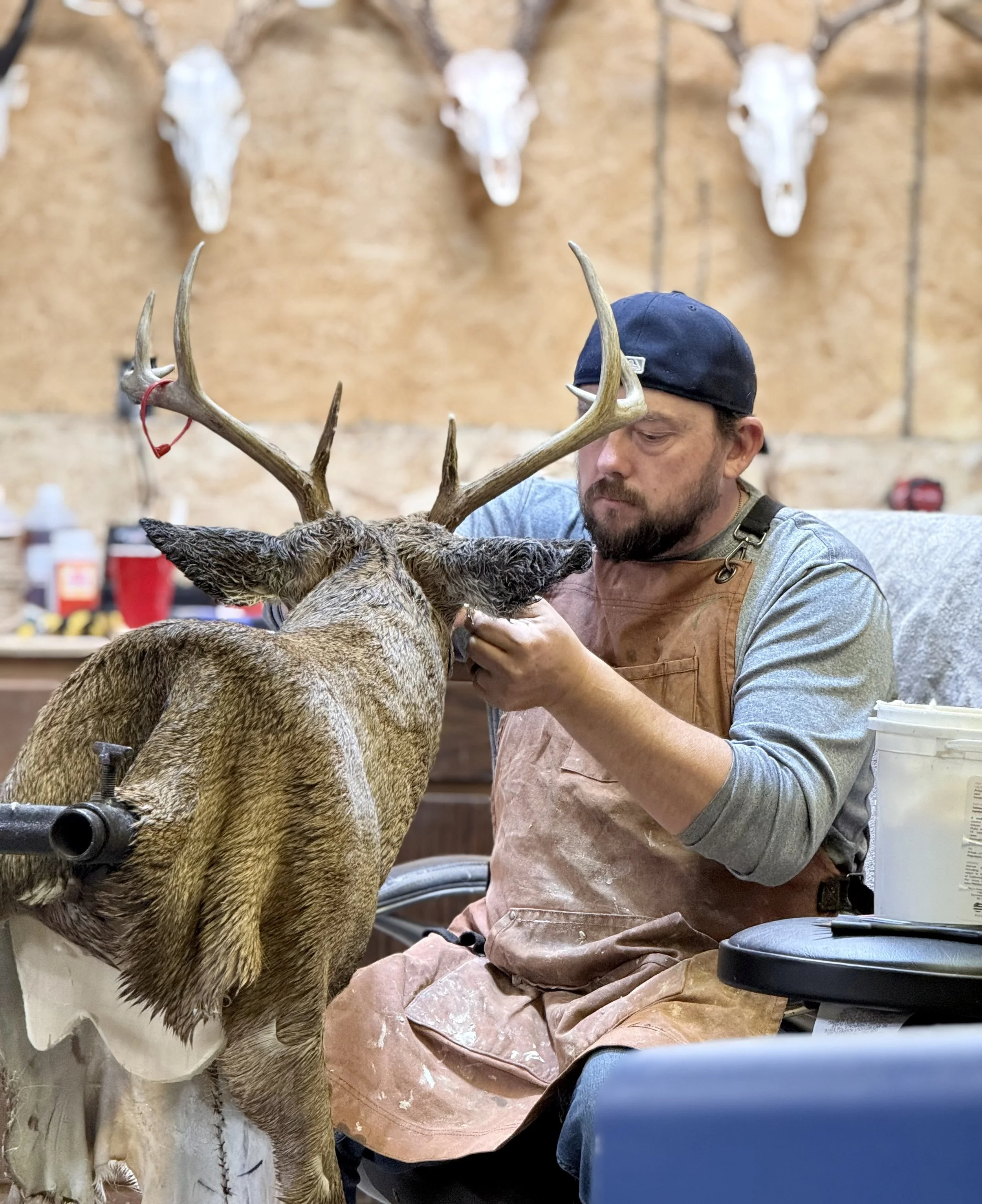 A man in a cap and apron working on the antlers of a large deer mounted on a work table in a workshop with wooden walls and animal skulls hanging in the background.