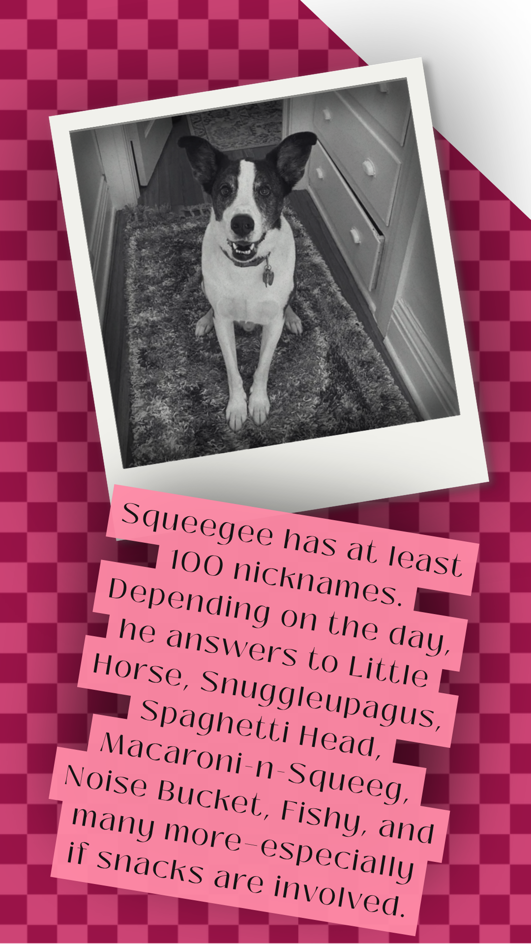 A black and white photo of a dog with large ears, sitting on a rug in a kitchen, smiling at the camera.