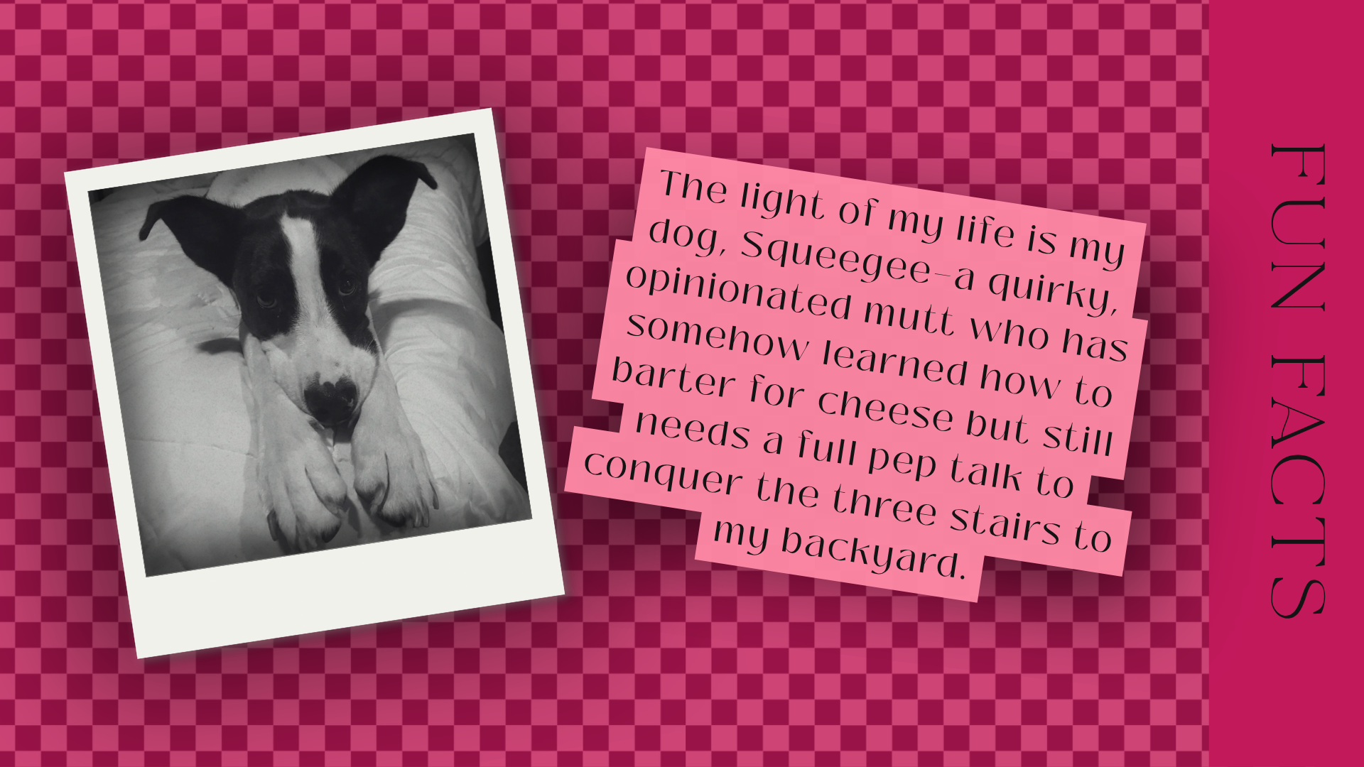 A black and white photograph of a dog with a black and white face, lying on a bed with white sheets. The background features a pink checkered pattern with a pink text box that contains a poem. The poem reads: "The light of my life is my dog, Squeegee—a quirky, opinionated mutt who has somehow learned how to barter for cheese but still needs a full pep talk to conquer the three stairs to my backyard." The words "FUN ENTRIES" are written vertically on the right side of the pink checkered background.