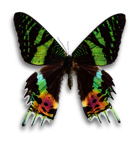 Colorful butterfly with green, black, orange, pink, and white wings against a black background.
