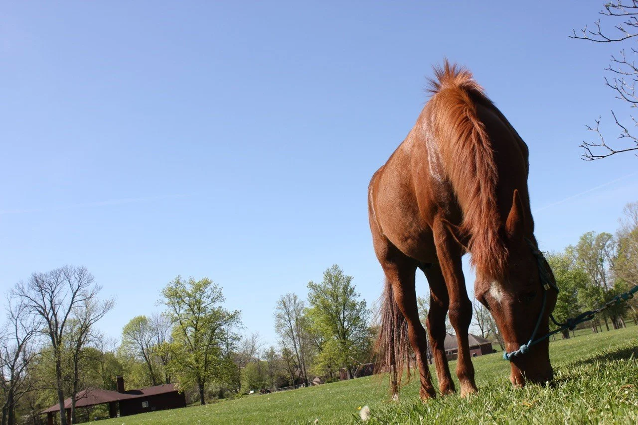 Old Taylor Place in Goshen, Kentucky, offers a community horse barn where residents can board their horses for a small monthly fee.