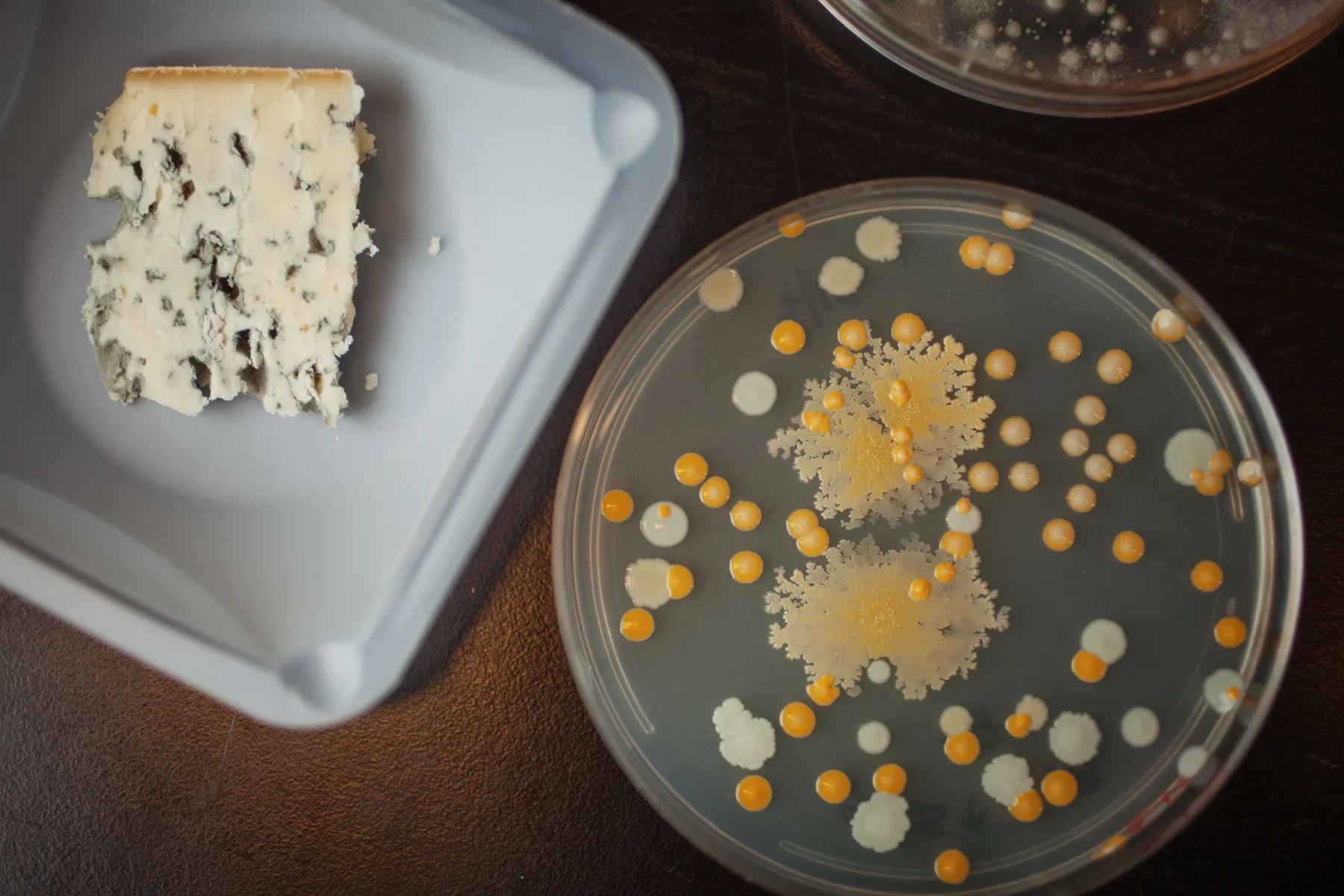 bacteria-cheese-biology-1+(1).jpg.webp