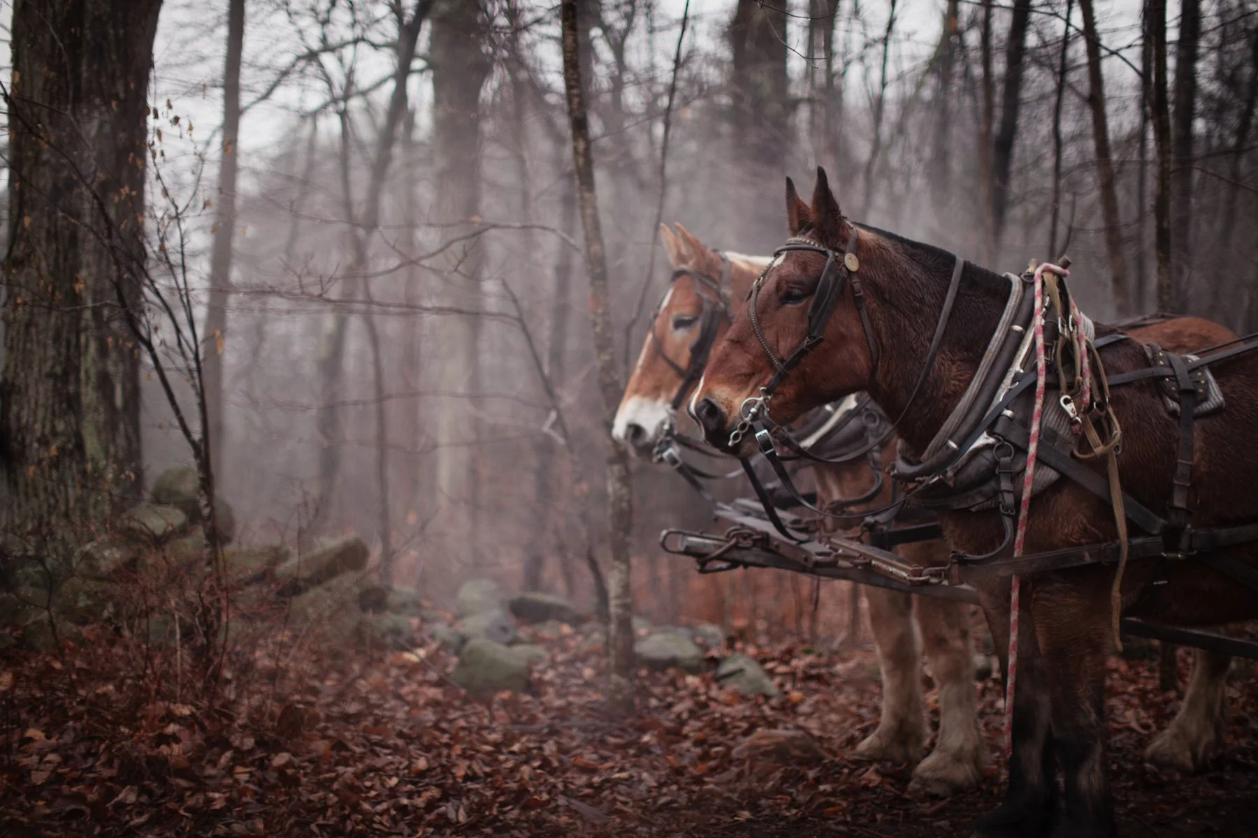 draft-horse-forest.JPG