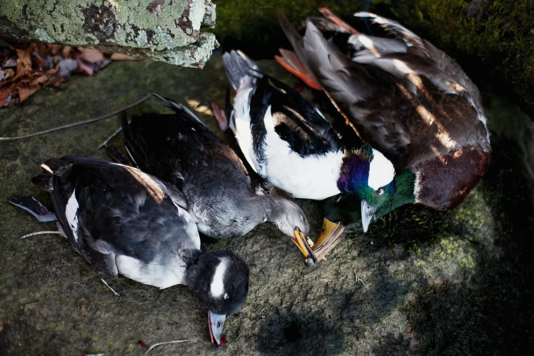 duck-hunt-dead-1.jpg.webp