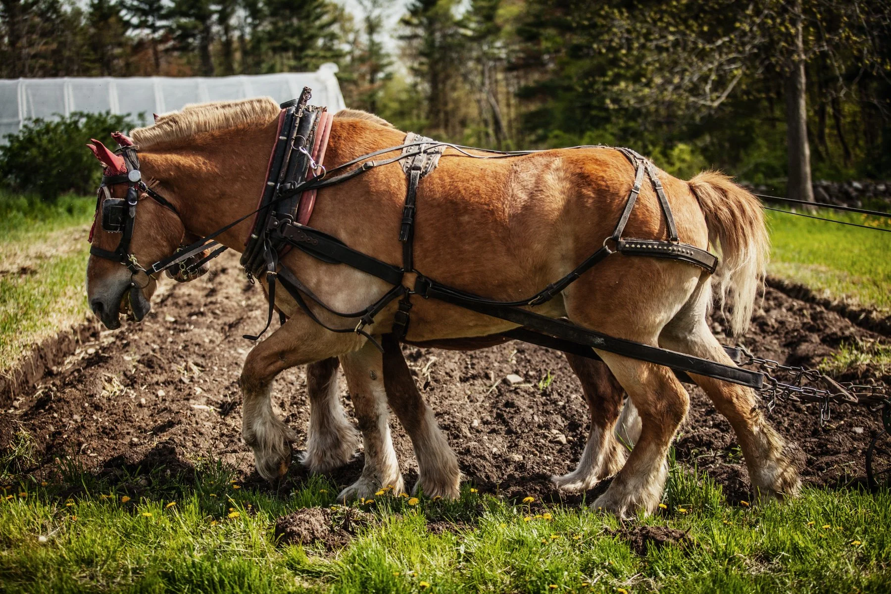 farm-horse-plow.JPG