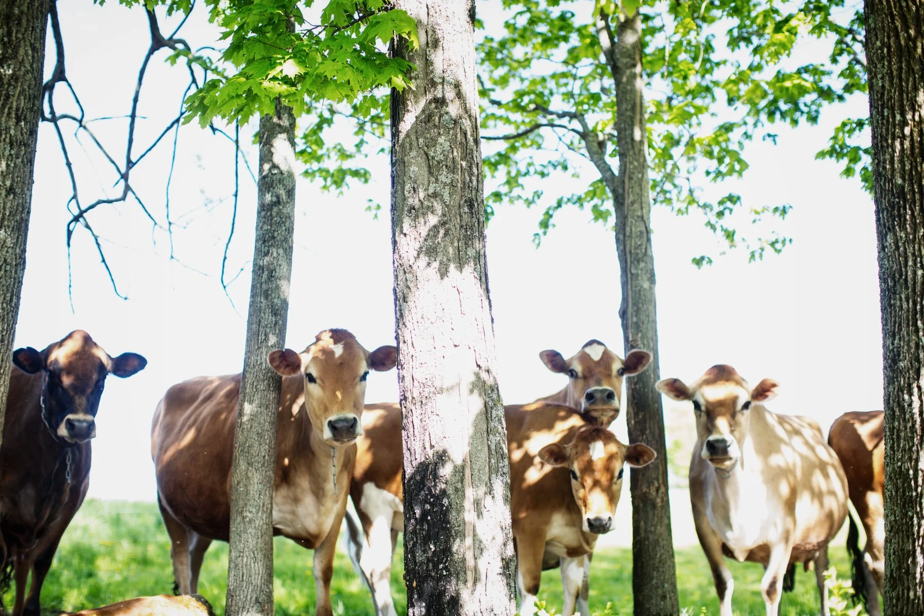 cows-farm-grass.JPG