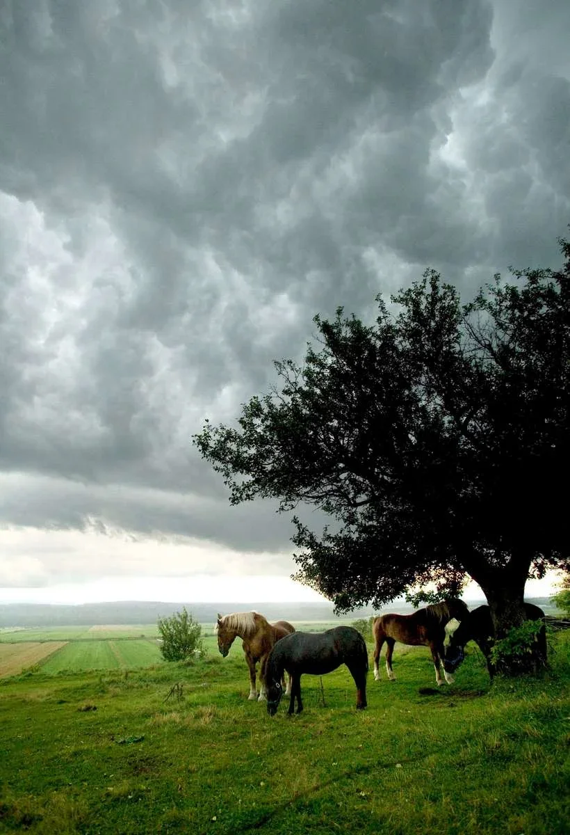horse-pasture-storm-1.jpg.webp