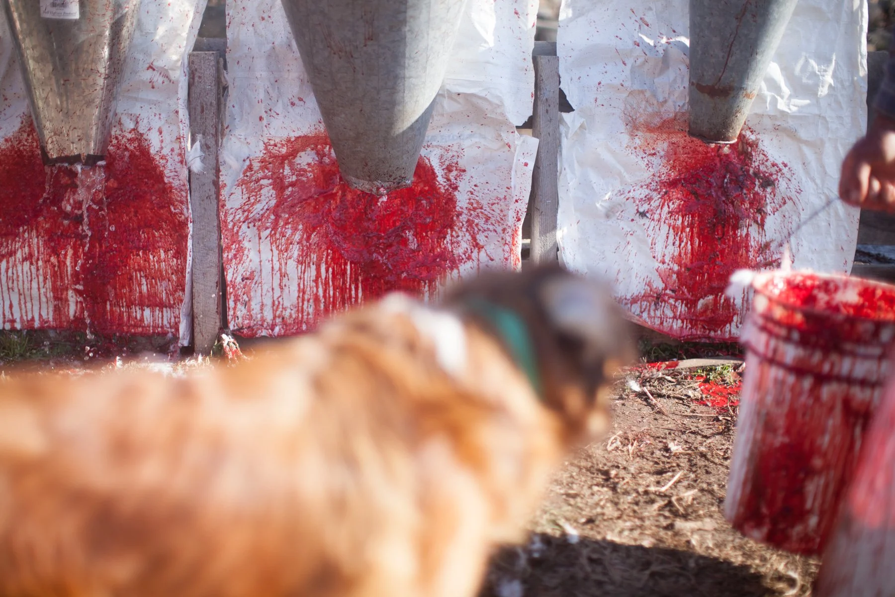 chicken-slaughter-blood.JPG