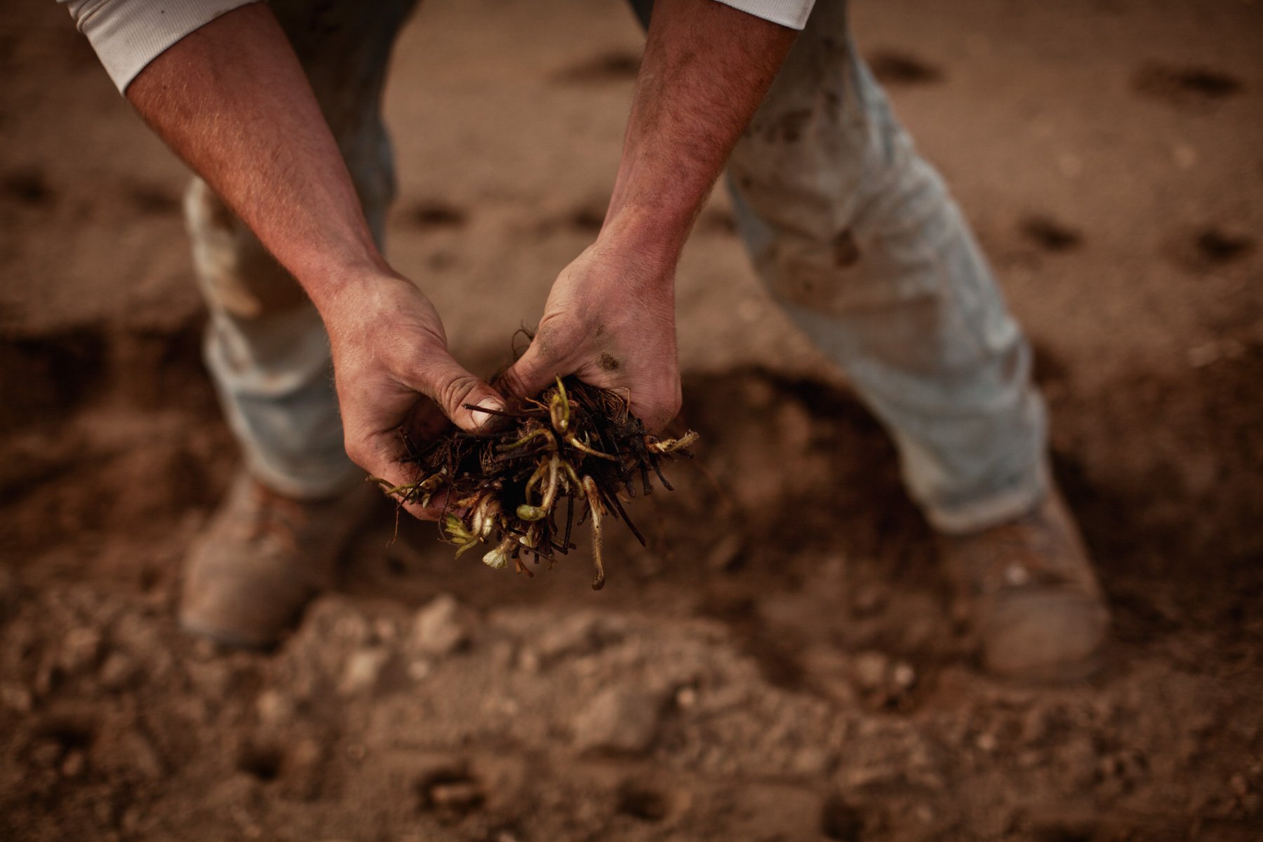 strawberry-planting.JPG