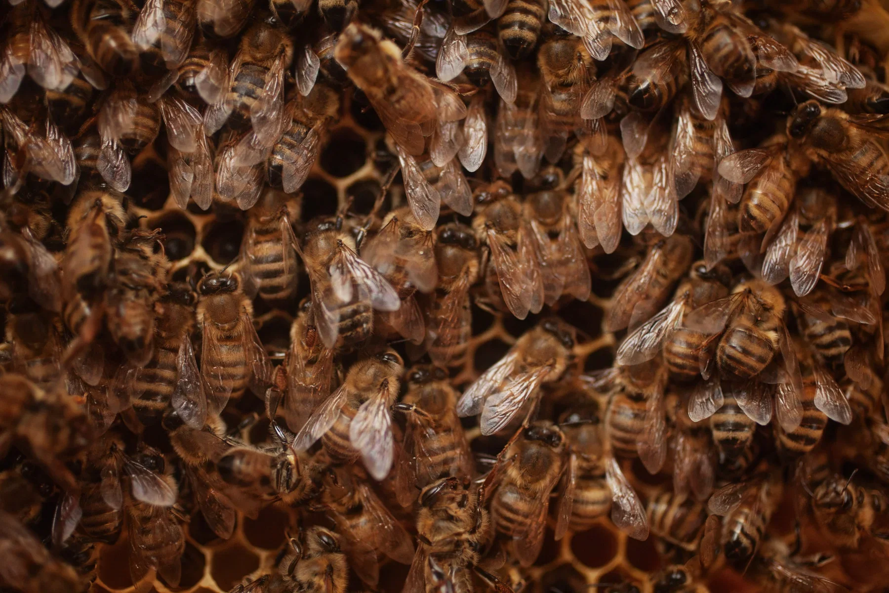 bees-hive-farm-1.jpg.webp