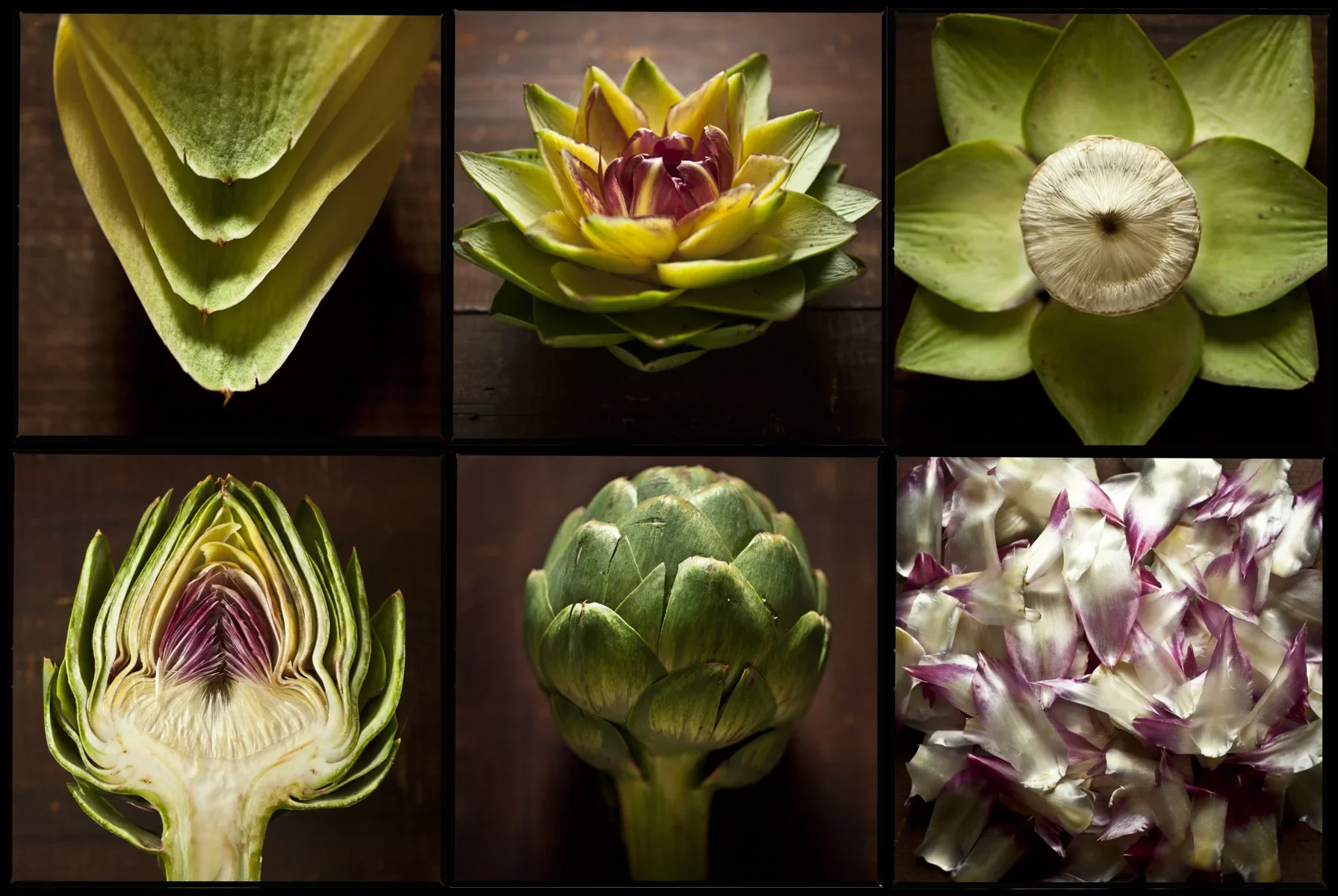 artichoke-study-food-art-1.jpg.webp