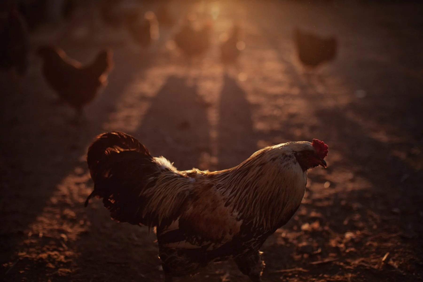 rooster-sunset.JPG