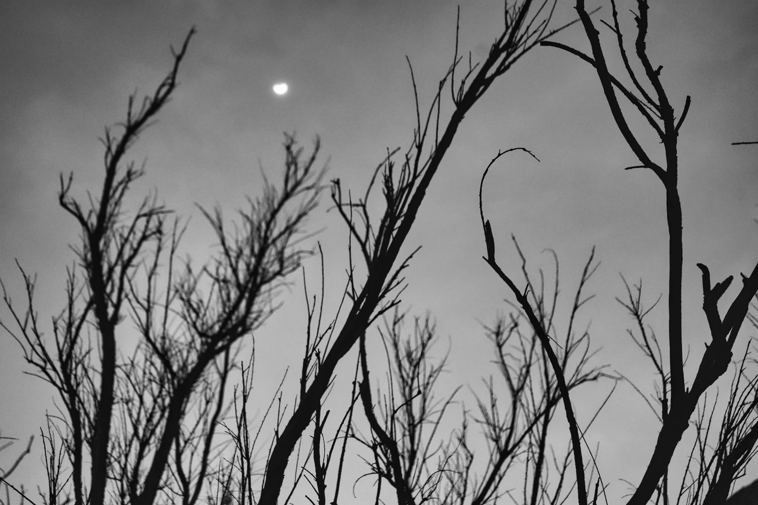 Black and white photo of leafless tree branches silhouetted against the sky with a crescent moon visible in the background.