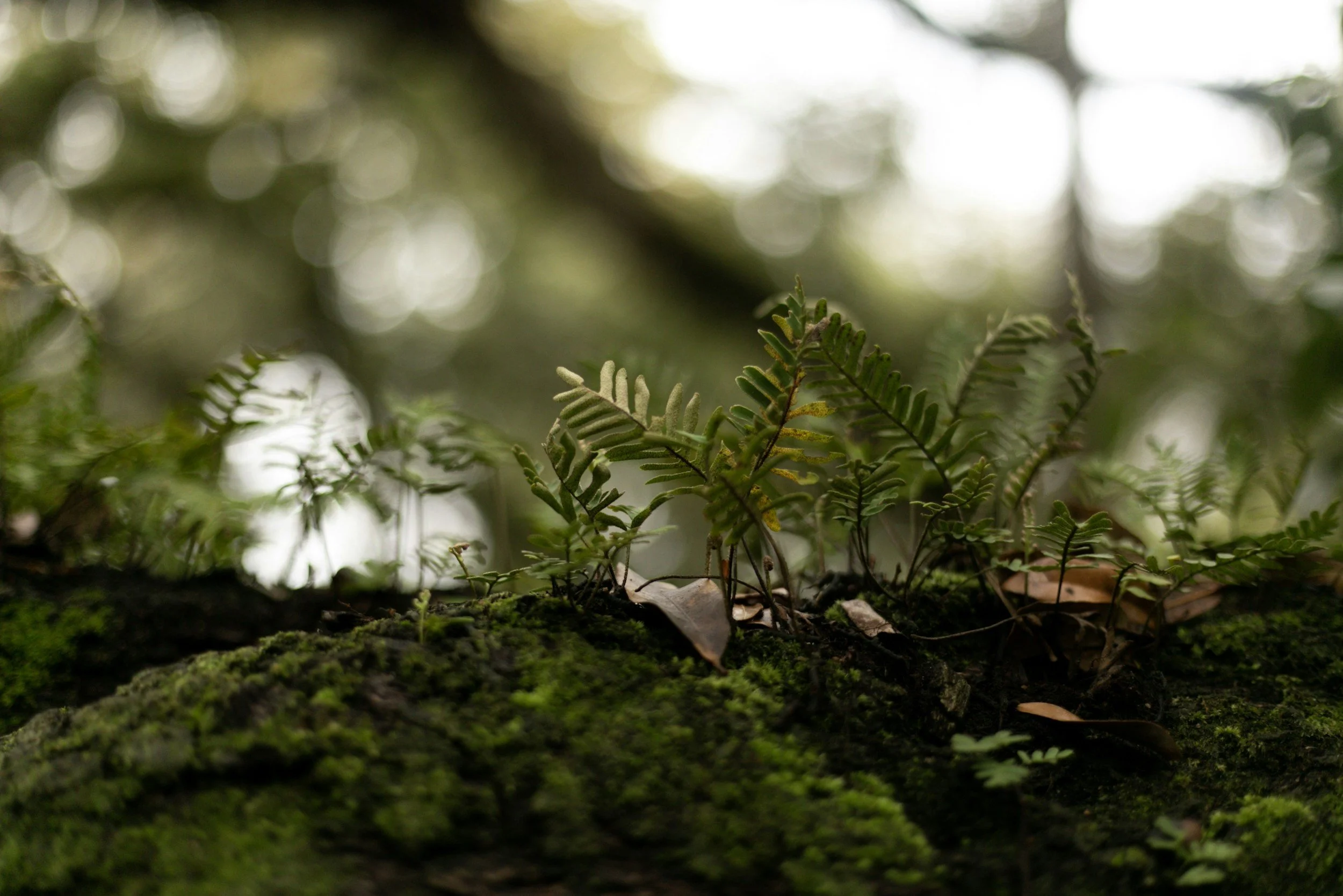 Close-up of green fern plants growing on tree branch with sunlight filtering through the trees in the background.