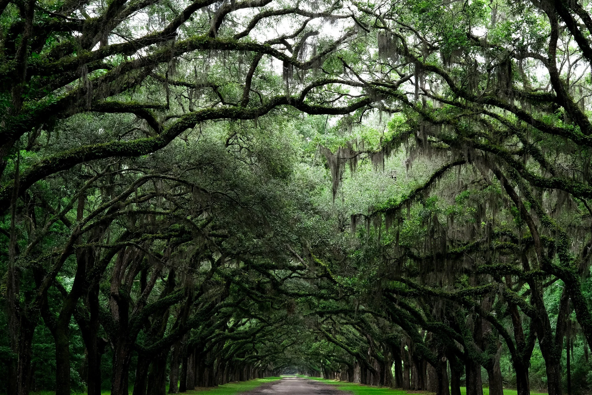 A tree-lined pathway in a forest with large branches arching overhead, creating a natural tunnel of greenery.