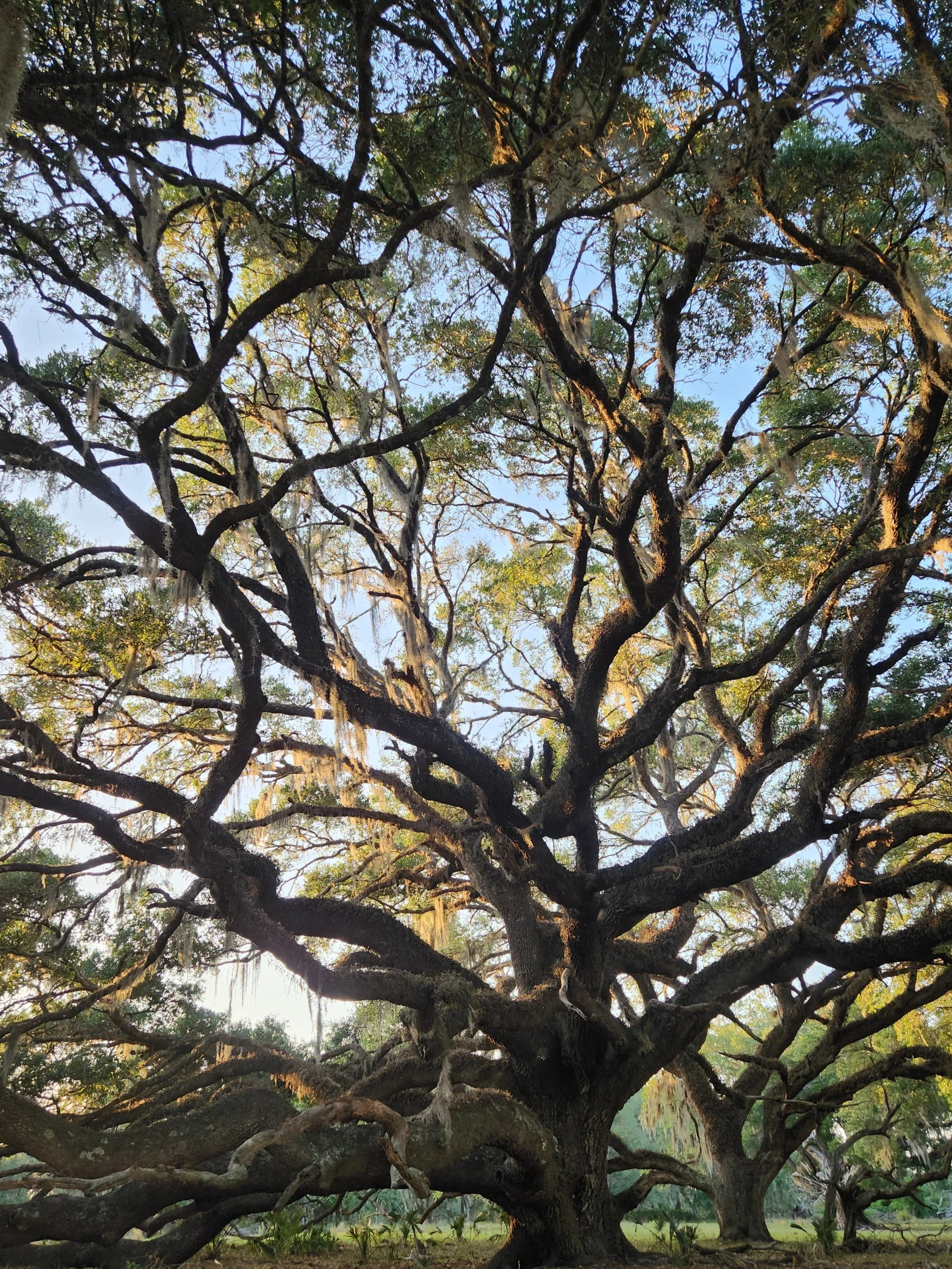 Southern live oak at sunset.