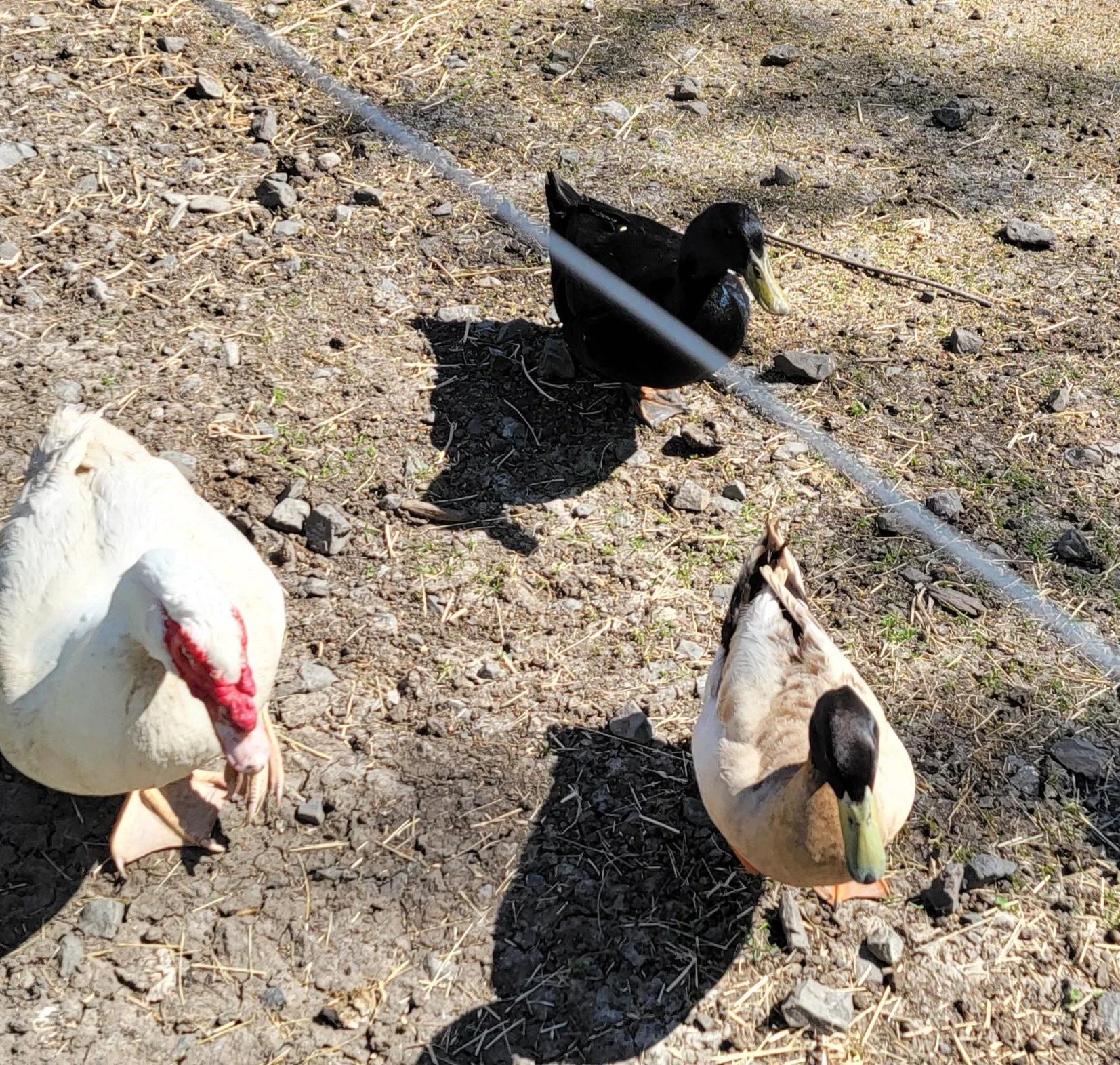 Buck, Chuck, and Moose