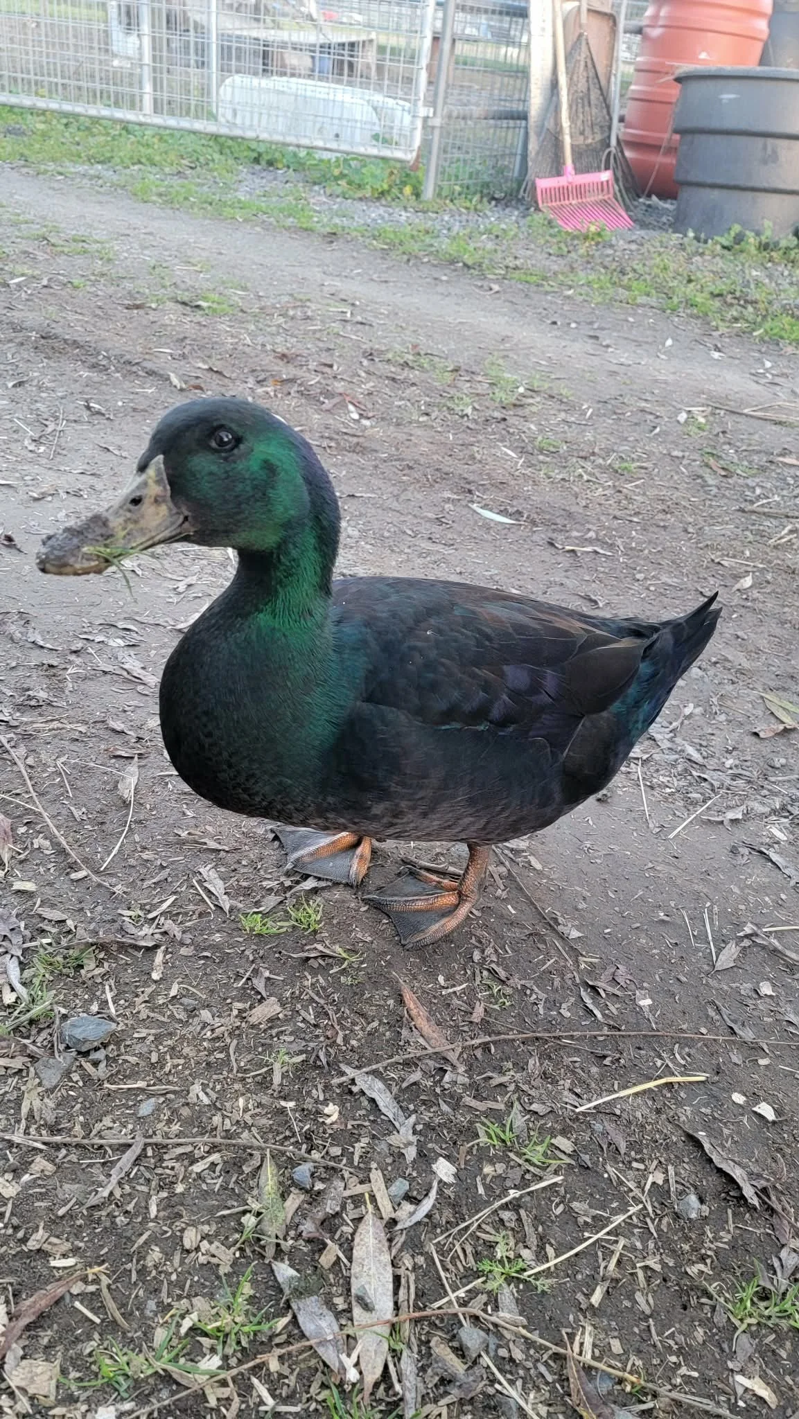buck duck 1.jpg