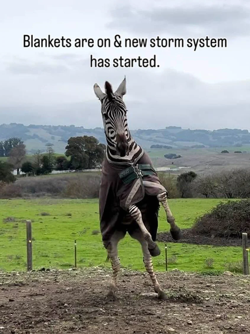 Deizel8.jpg