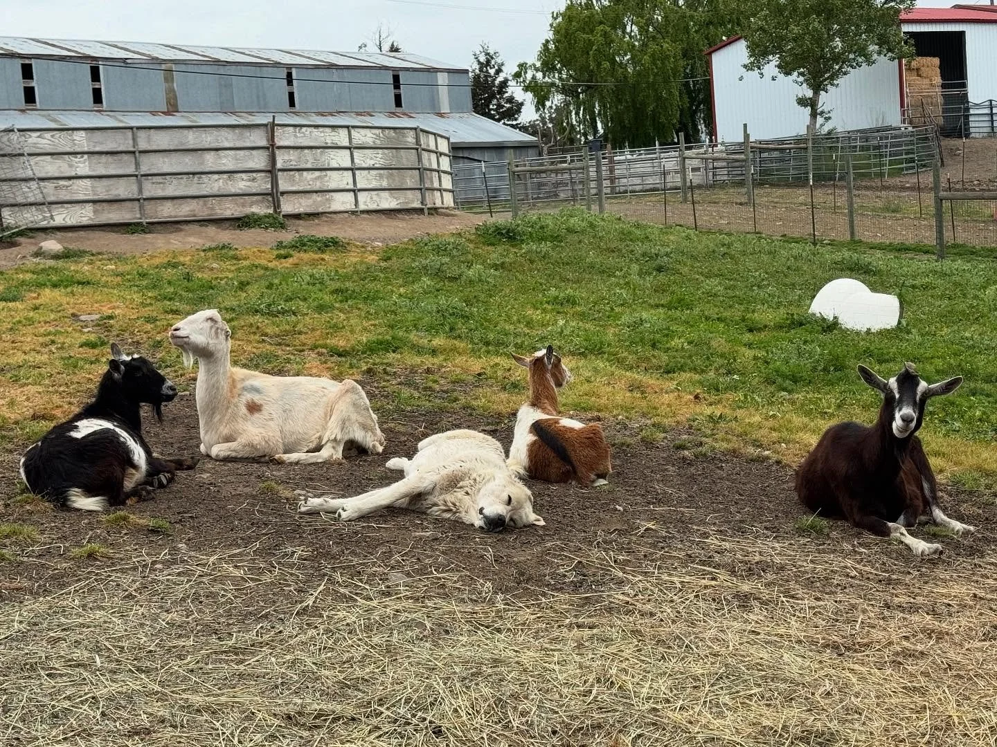 Big goats.jpg
