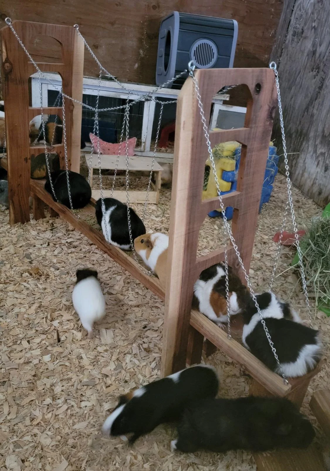 guinea1.jpg