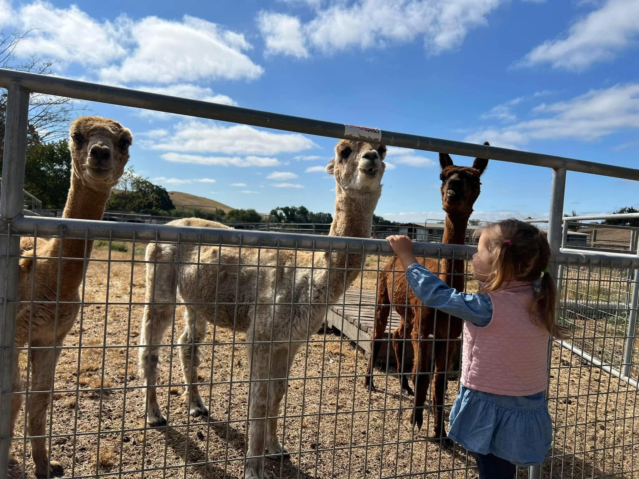 Alpacas.jpg