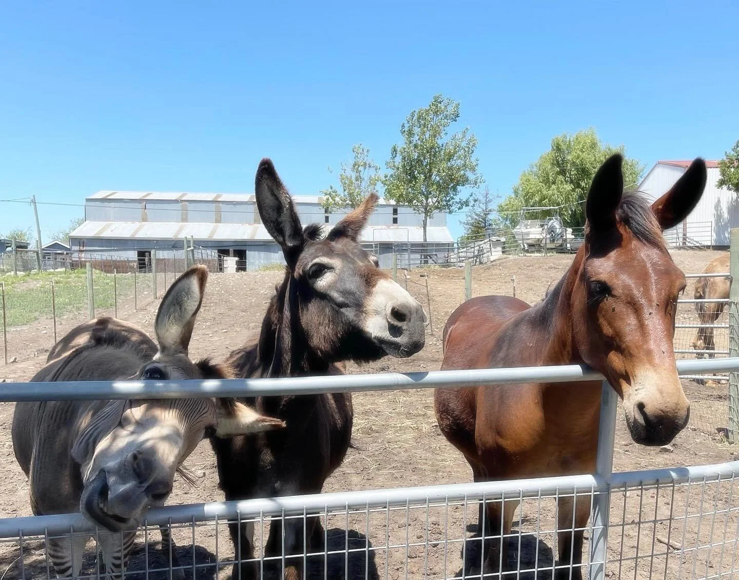 Otis Zeke Donkey.jpg