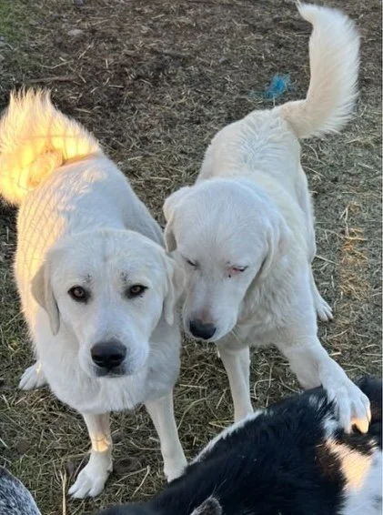 Tundra &amp; Ruger