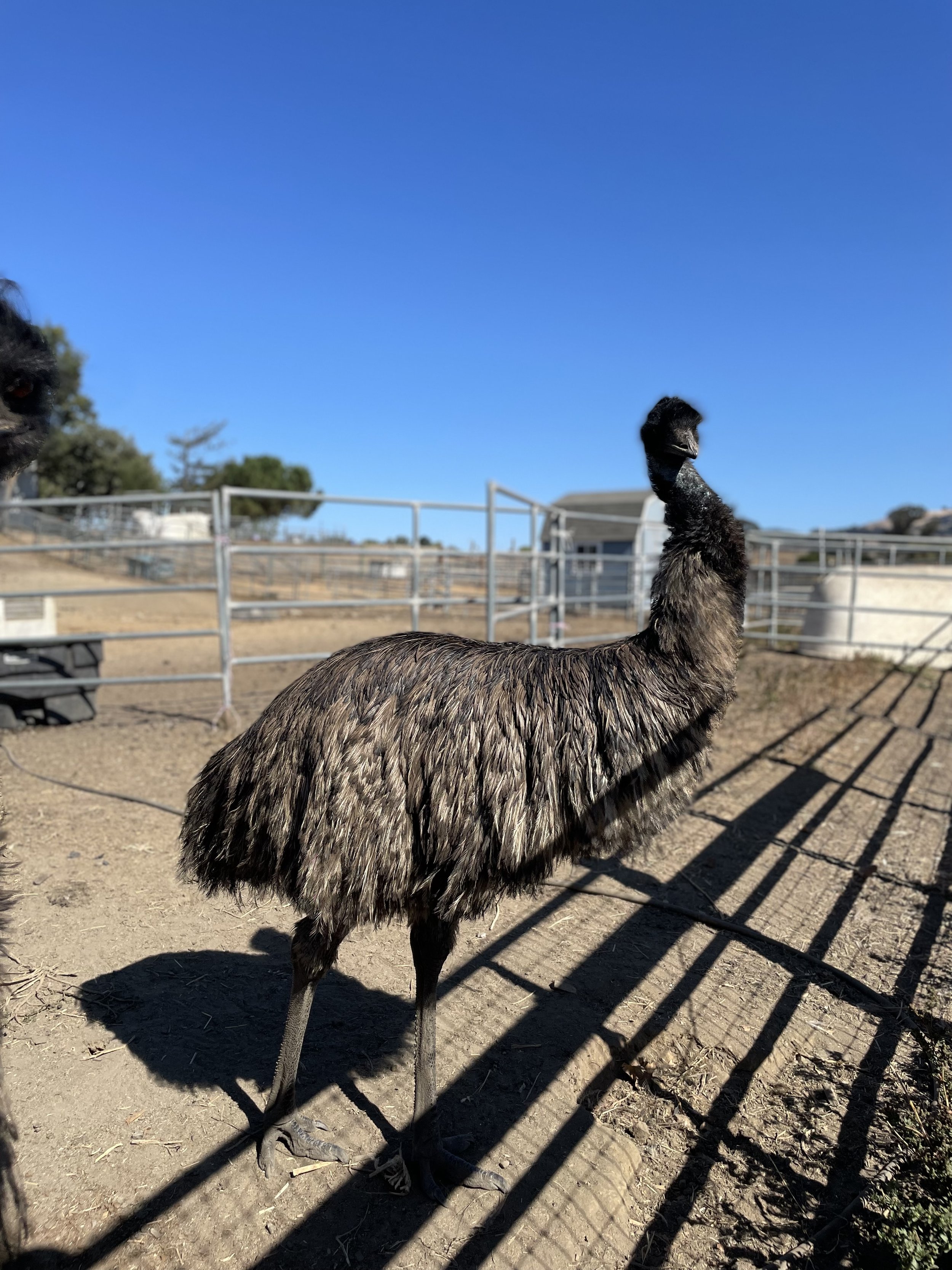 emu2.jpeg