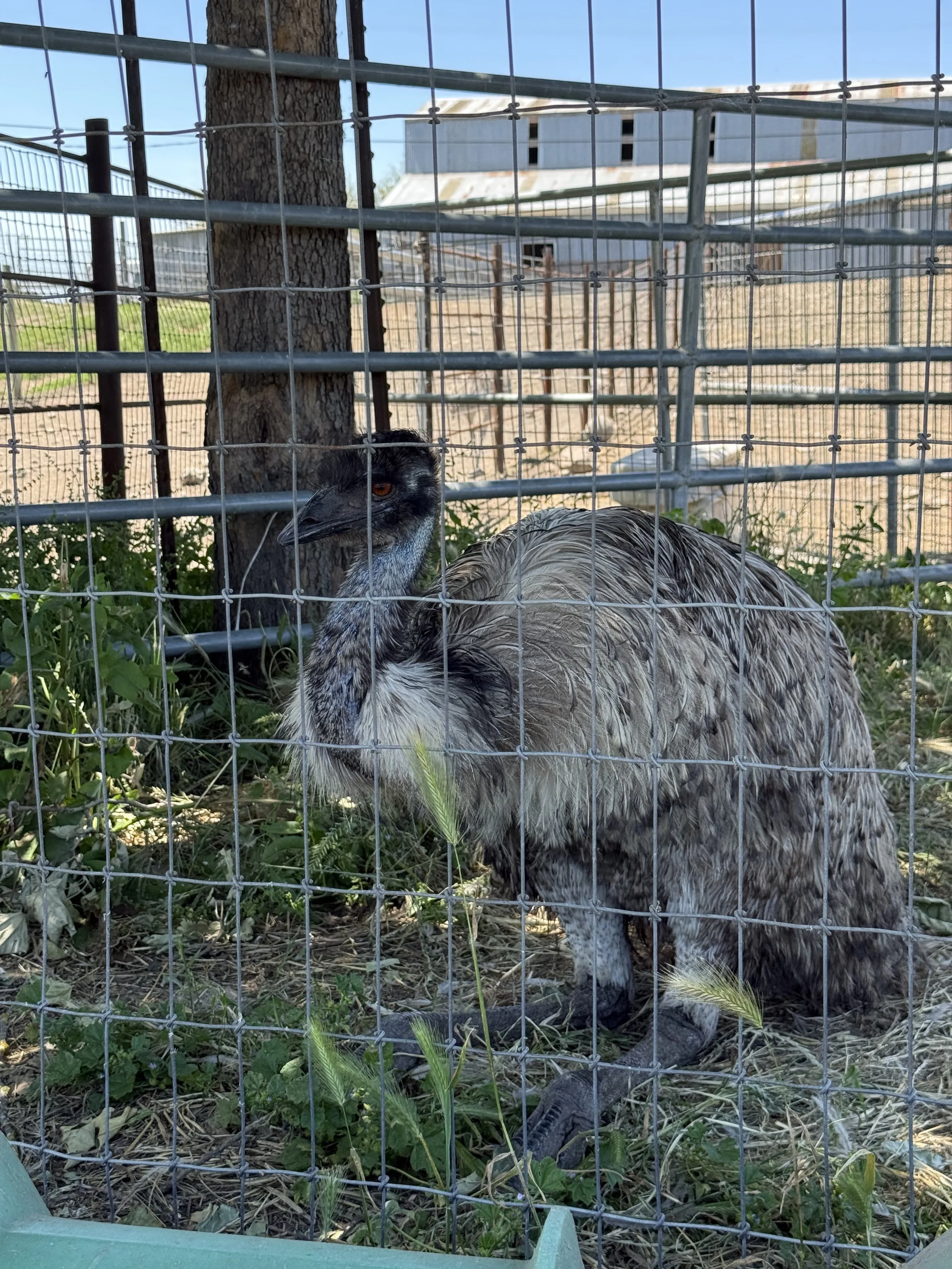 Emu.jpeg
