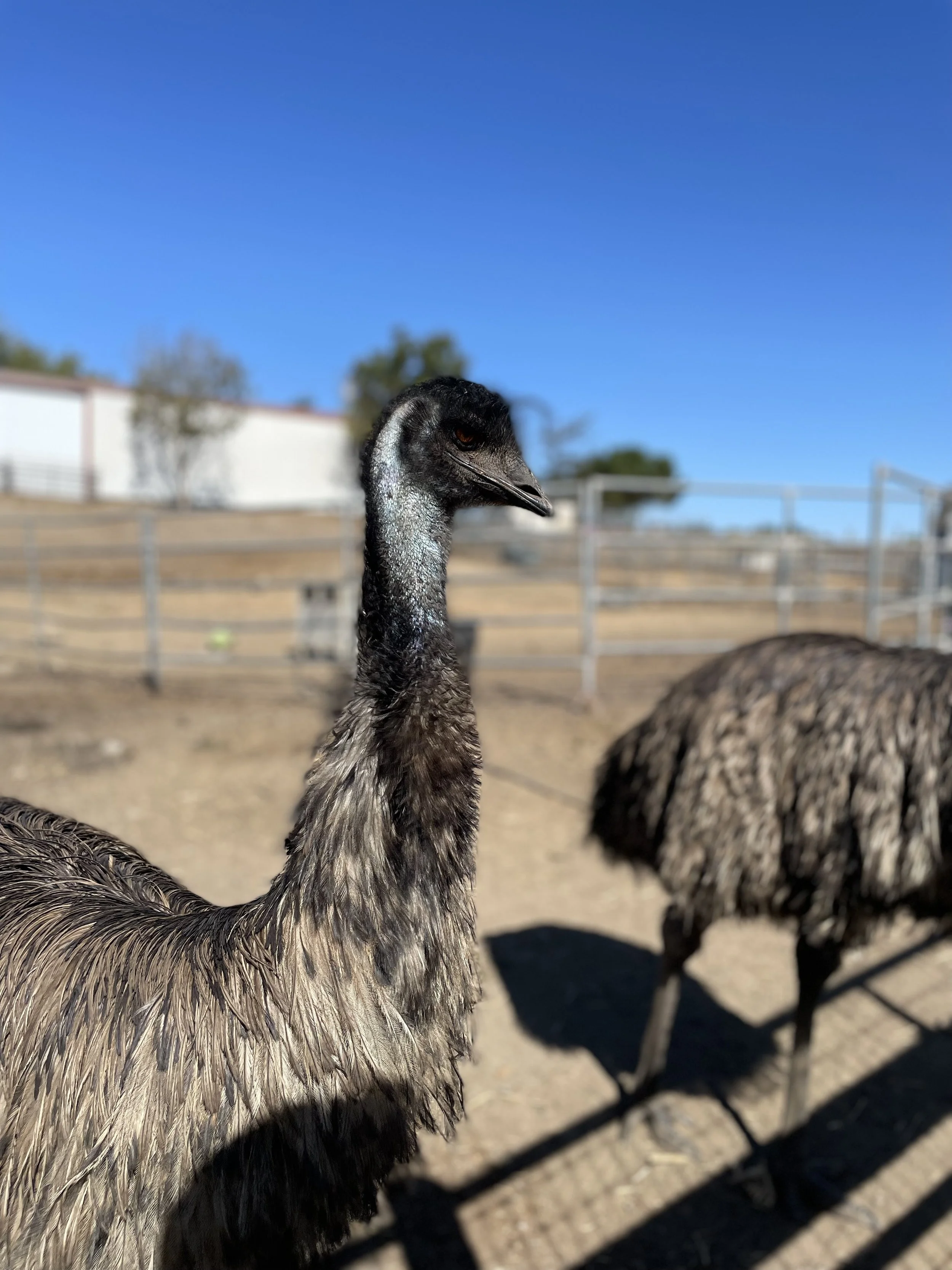 emu3.jpeg