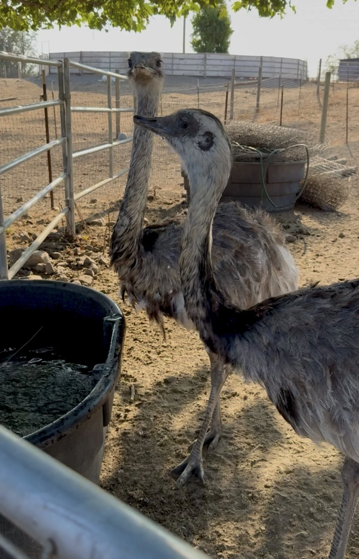 rhea.jpg
