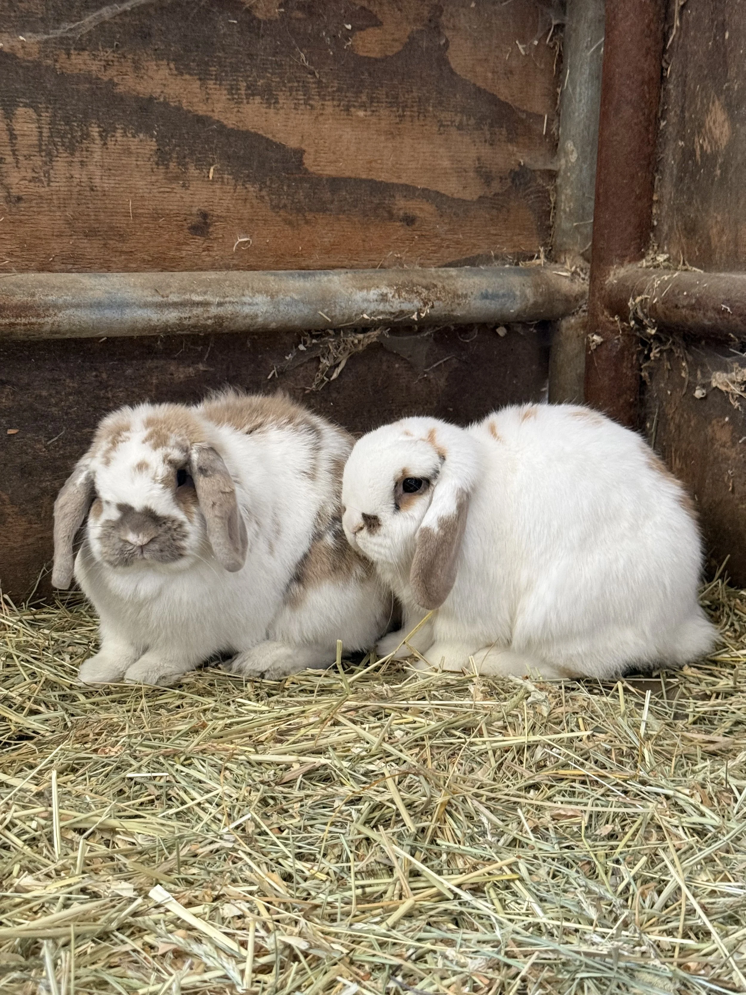 Bunnies!