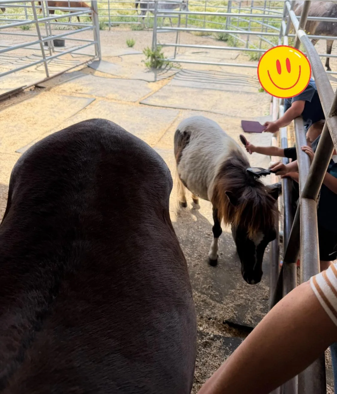 Saturday we brought Lucy out so the first tour could brush her. She very politely communicated that she was not feeling social &amp; did not want to participate, so we gave her the day off.

This was how Lucy spent her &ldquo;day off&ldquo;. 😂❤️ 

(