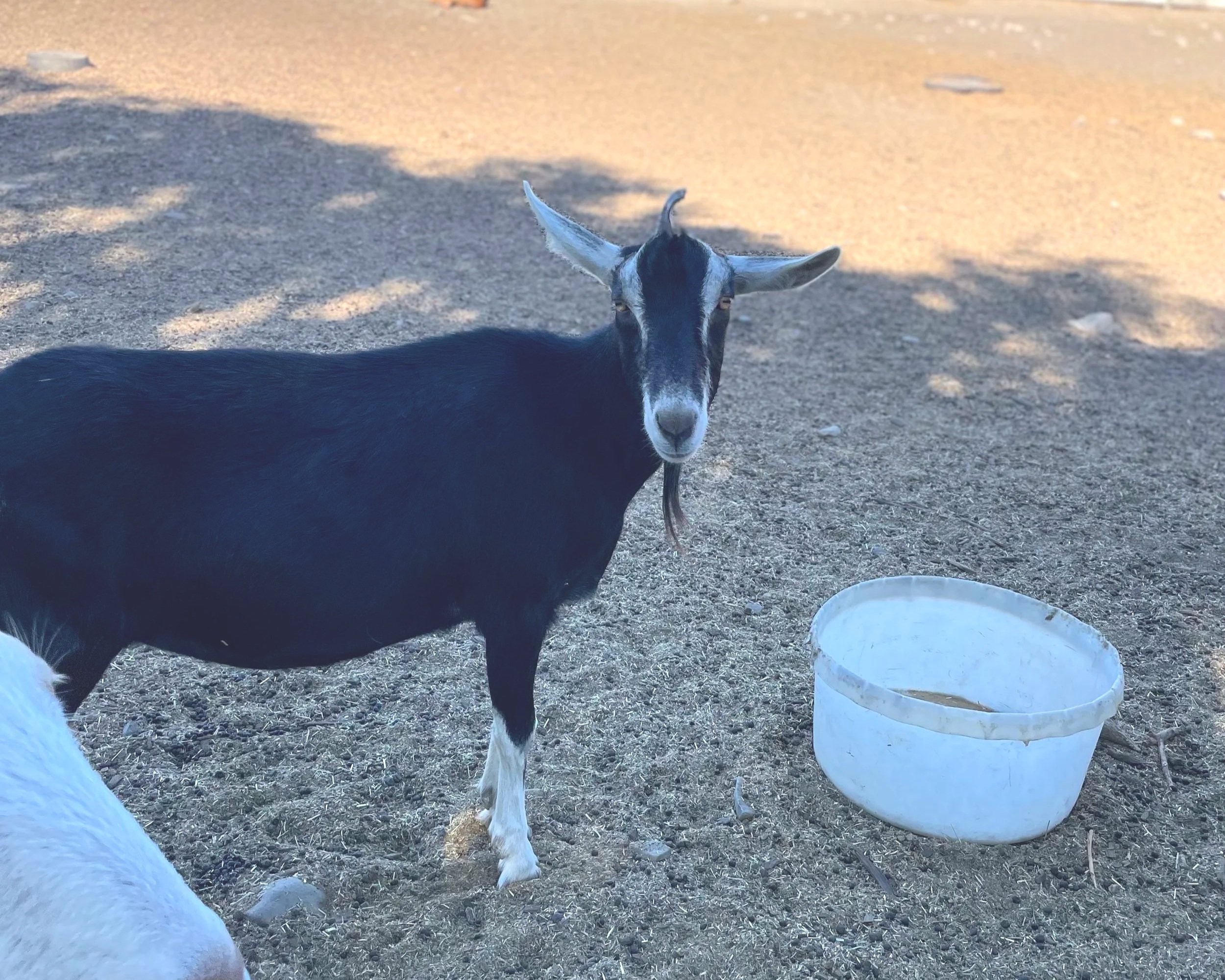 Donkey