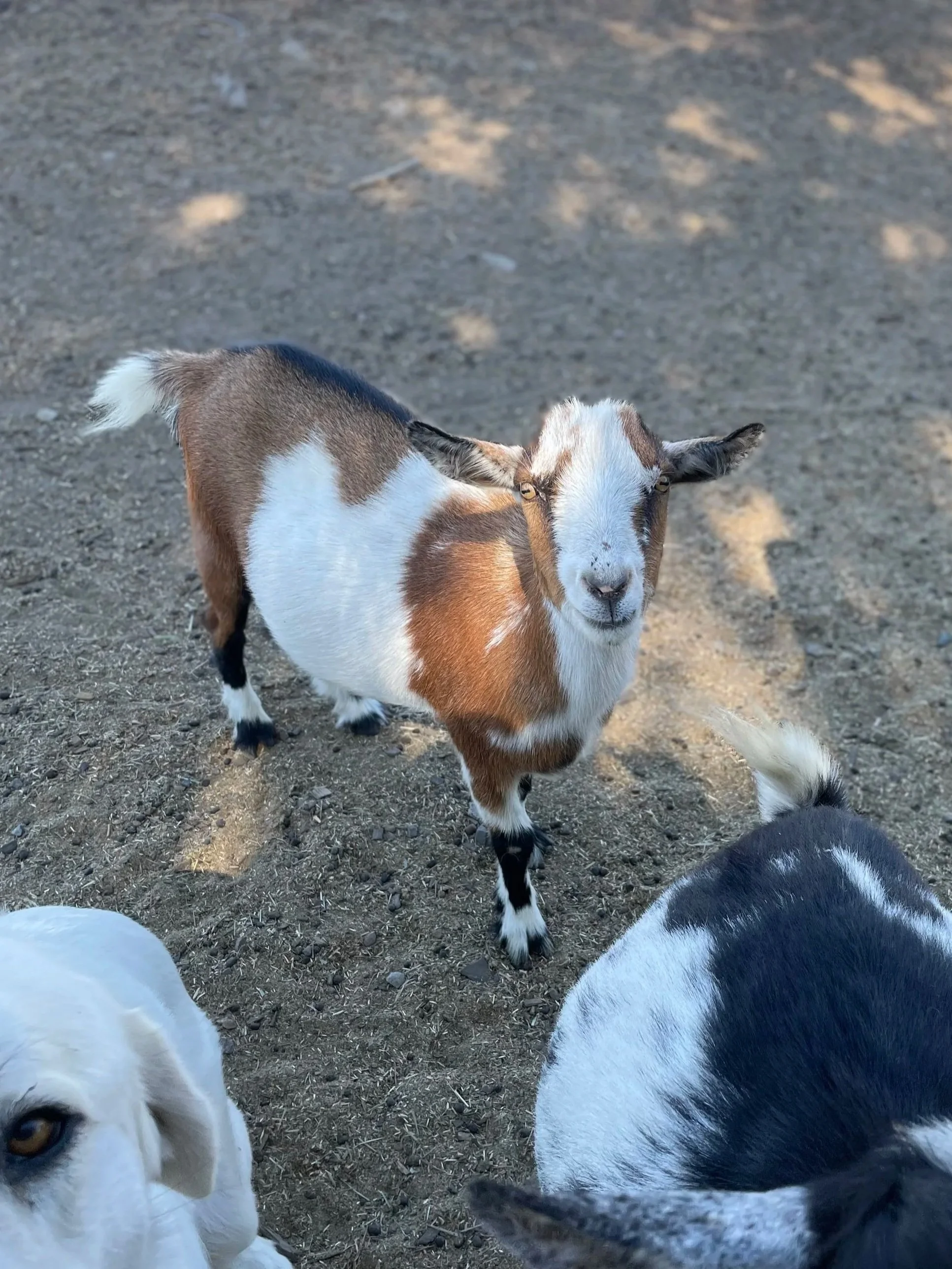 Sparky