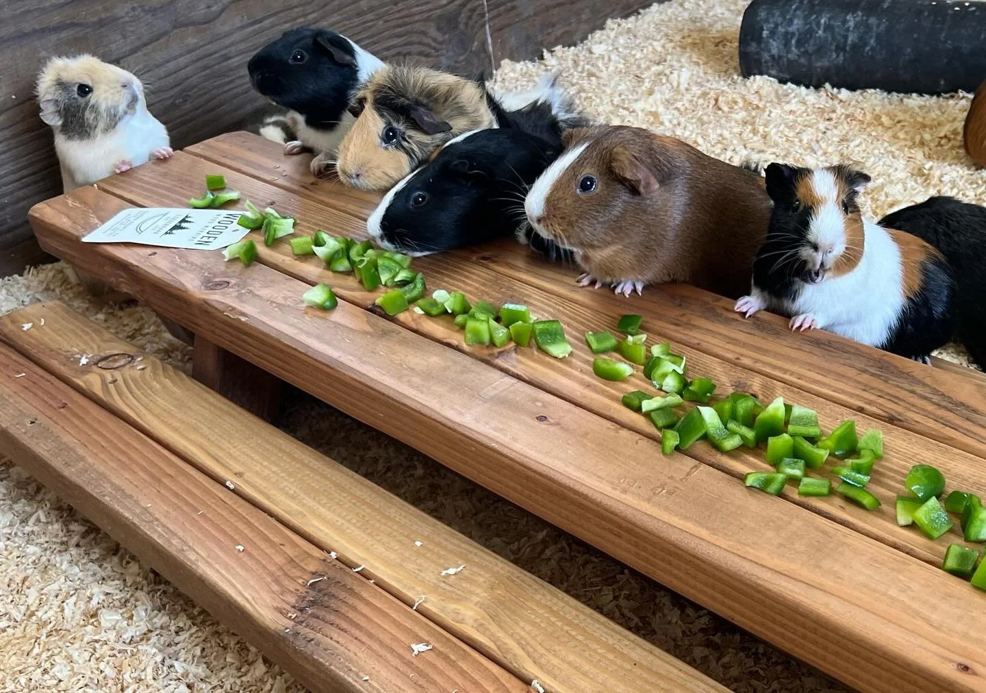 Guinea Pigs