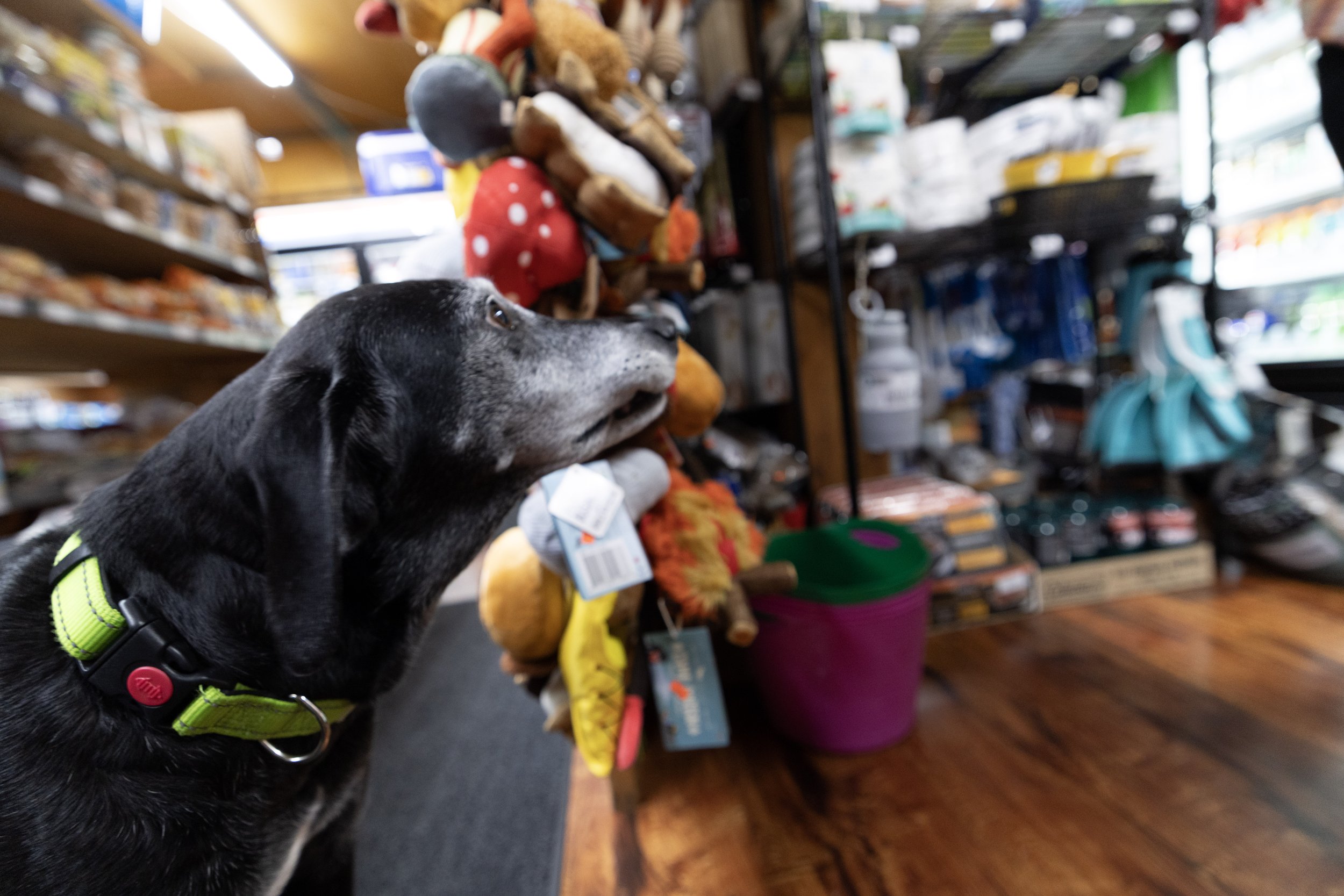 Copper Harbor MI grocery store with dog looking at pet supplies