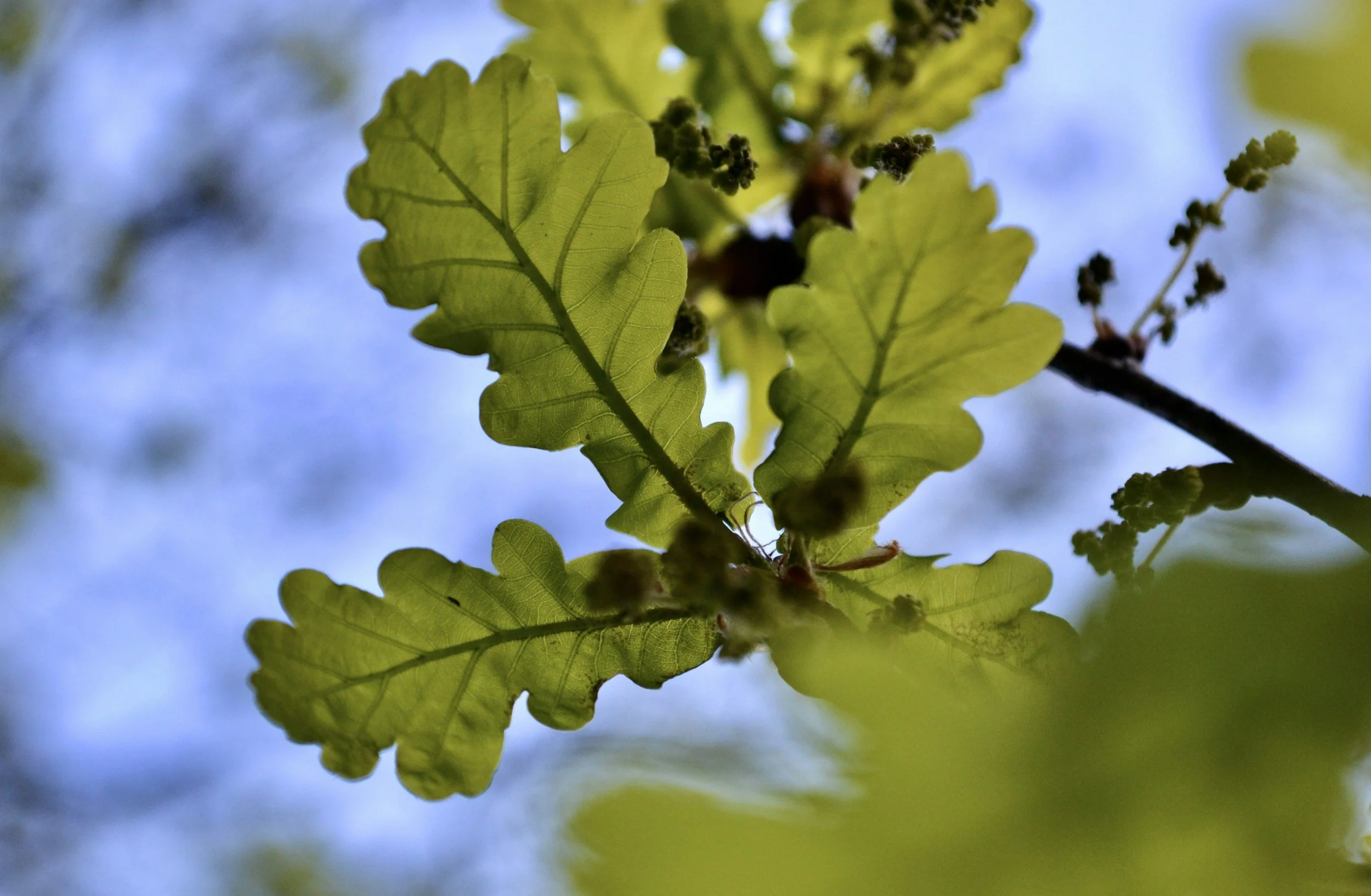Close-up of green oak leaves with a blurred blue sky background.