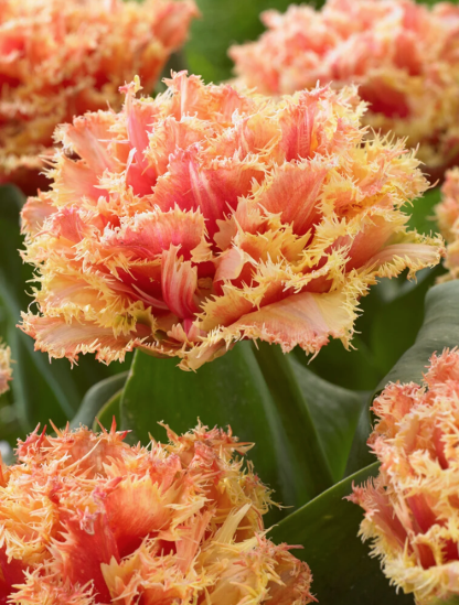 Brisbane Tulip.png