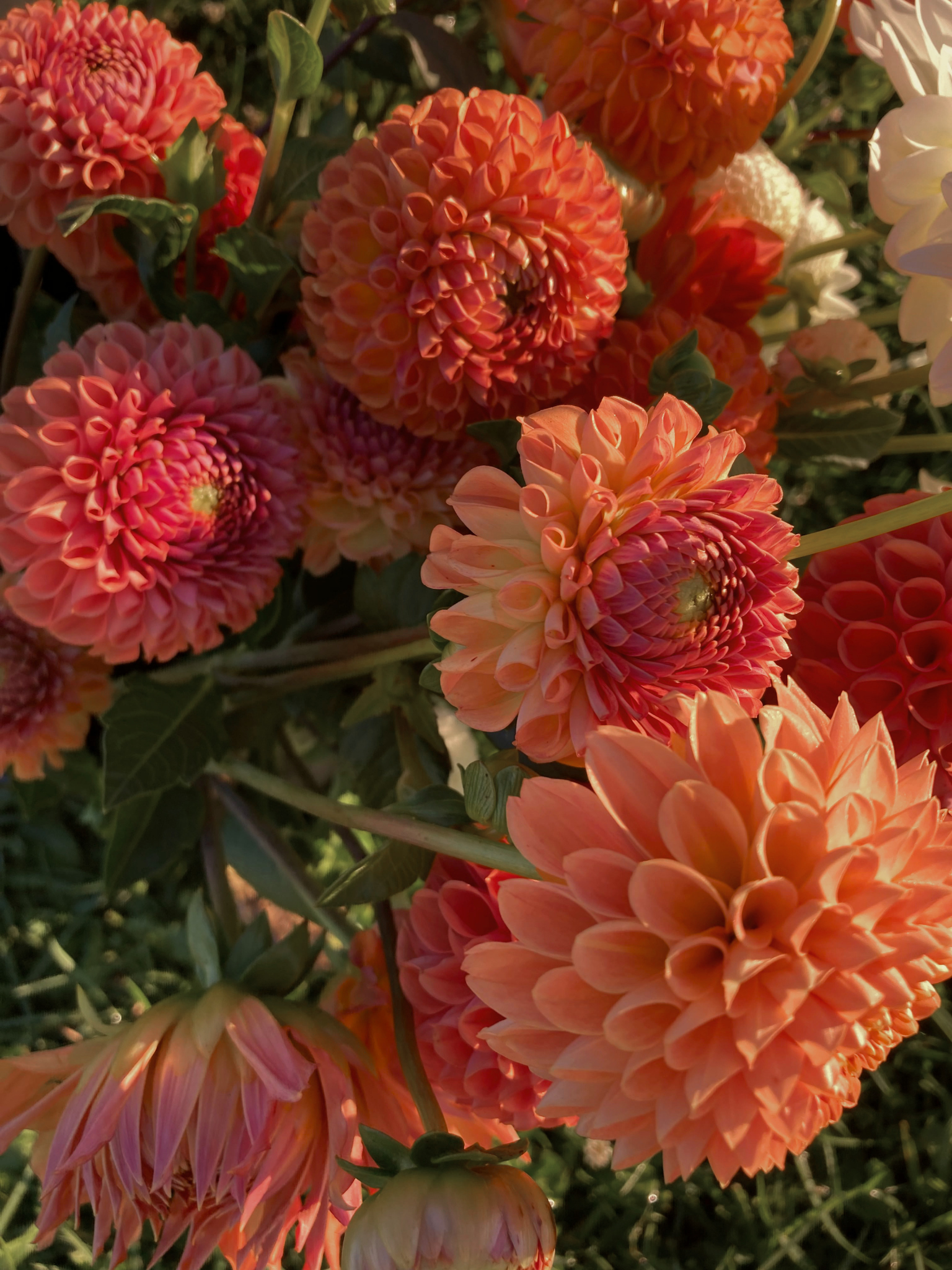 Fall Bouquet Subscription